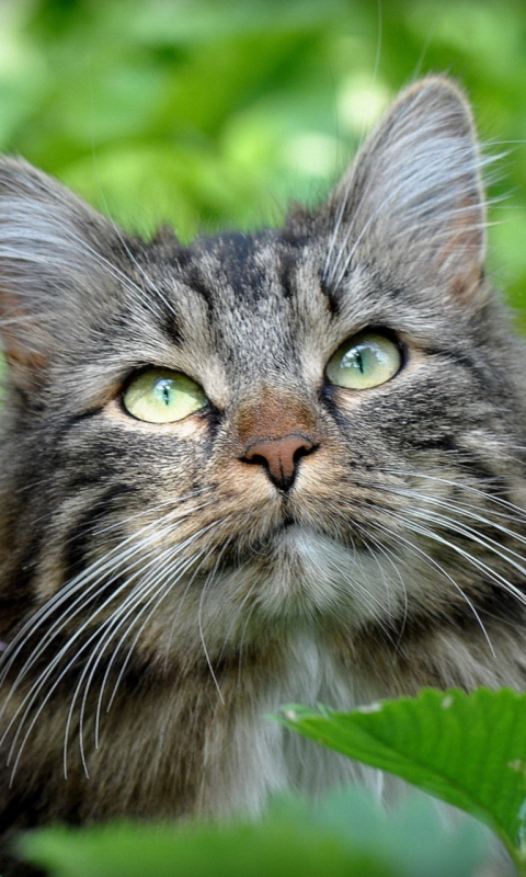 Baixar papel de parede para celular de Animais, Gatos, Gato gratuito.