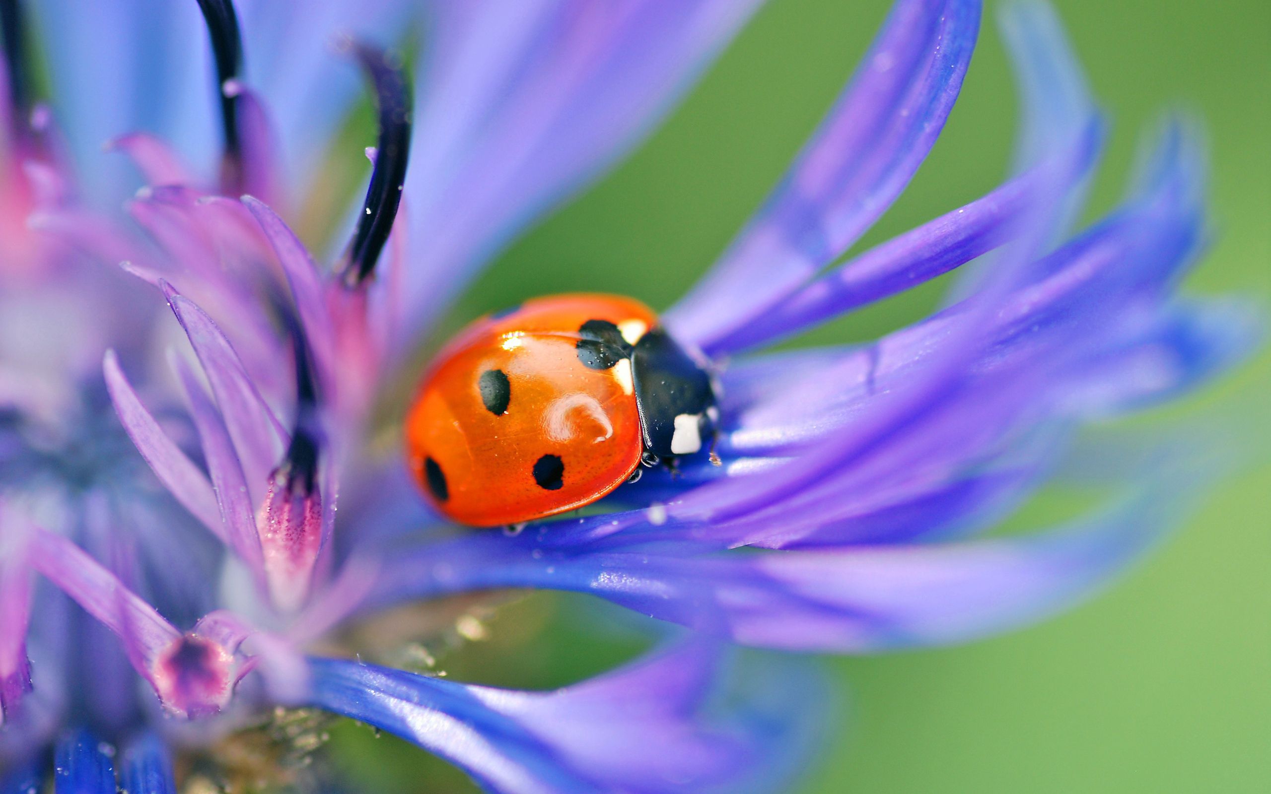 Free download wallpaper Grass, Macro, Ladybug, Ladybird, Flower, Petals on your PC desktop