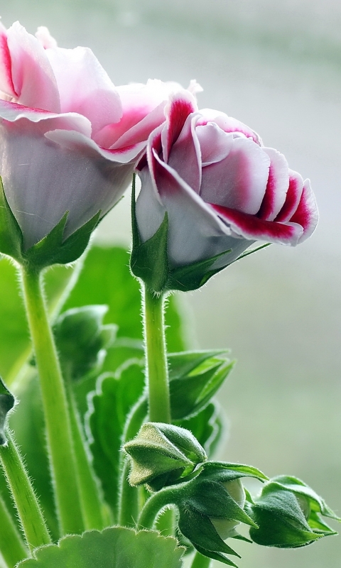 Descarga gratuita de fondo de pantalla para móvil de Flores, Flor, Tierra/naturaleza.