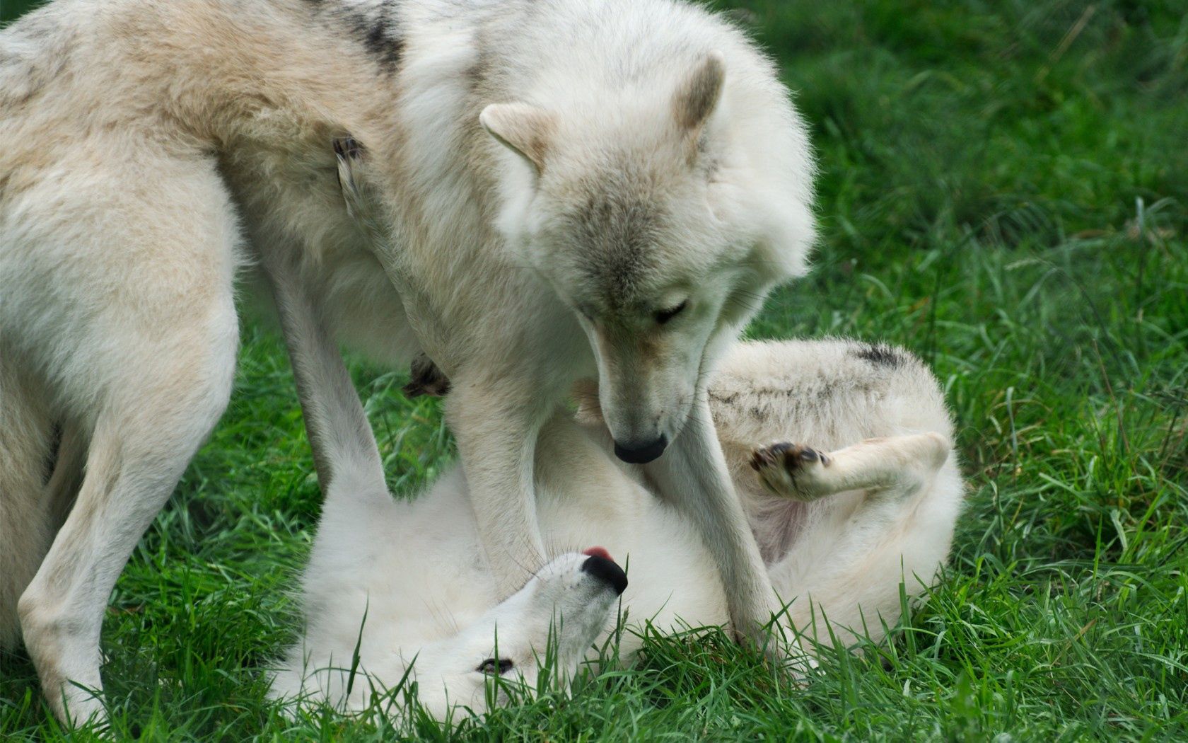 animals, wolfs, grass, couple, pair, game, two