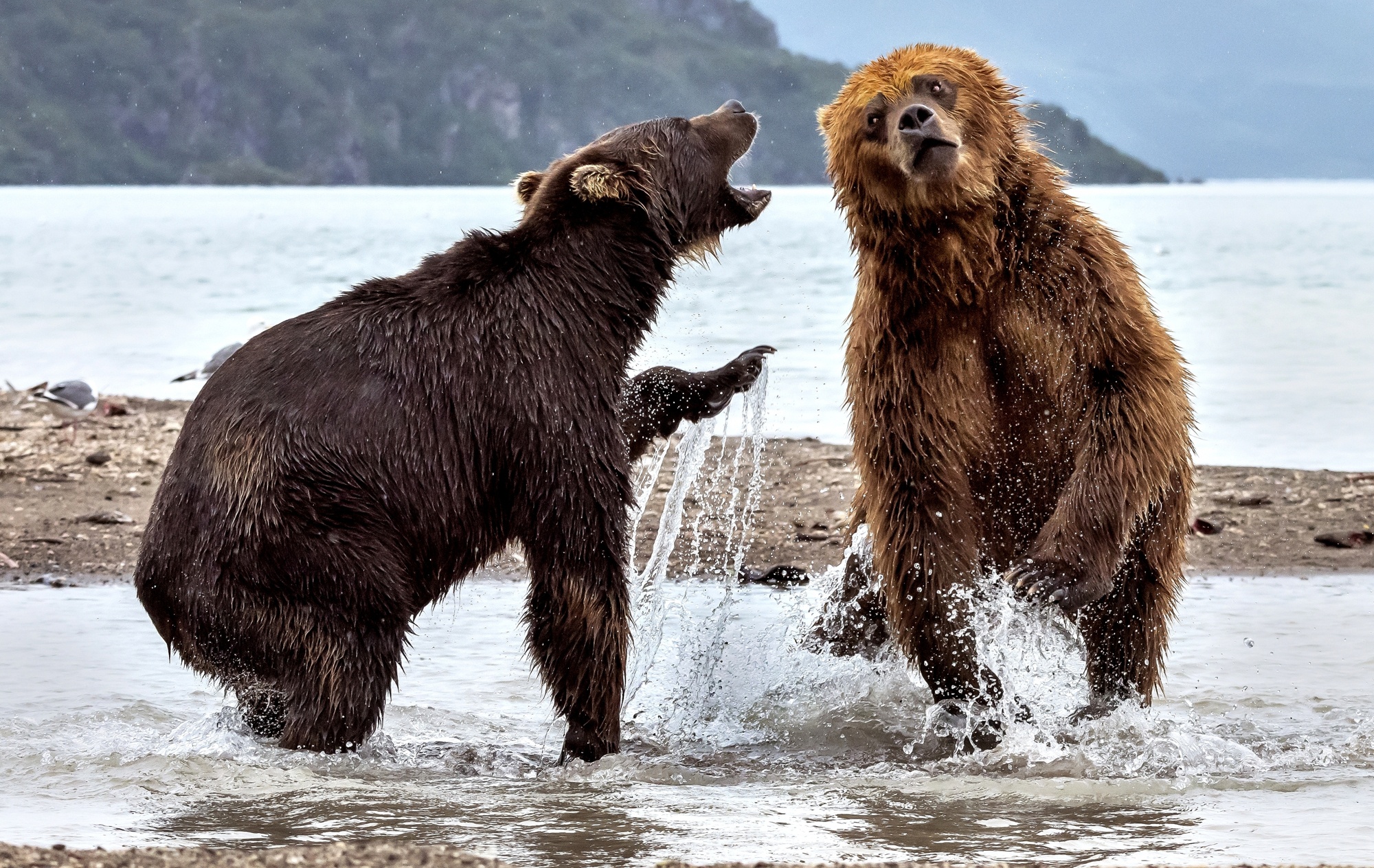 Download mobile wallpaper Bears, Bear, Animal, Fight for free.