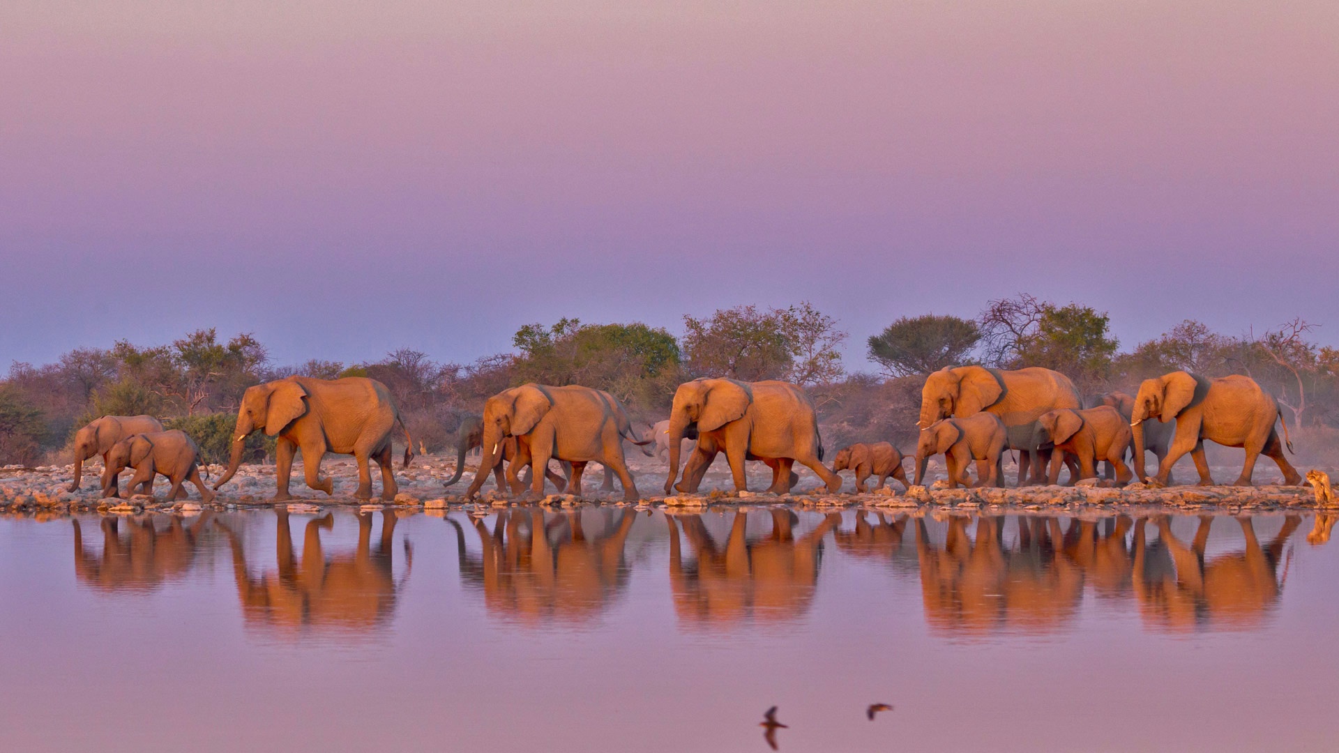 Handy-Wallpaper Tiere, Elefanten, Afrikanischer Elefant, Spiegelung, Tierbaby kostenlos herunterladen.