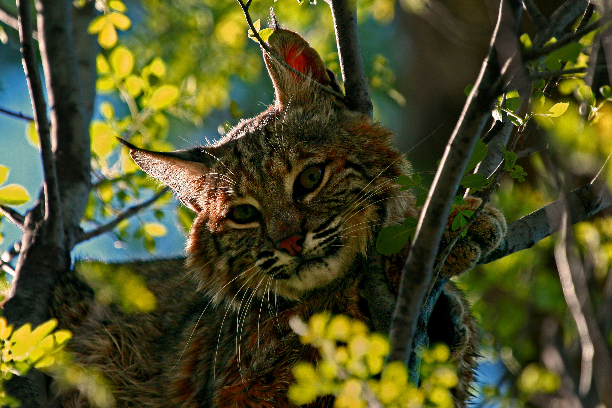 Handy-Wallpaper Luchs, Katzen, Tiere kostenlos herunterladen.