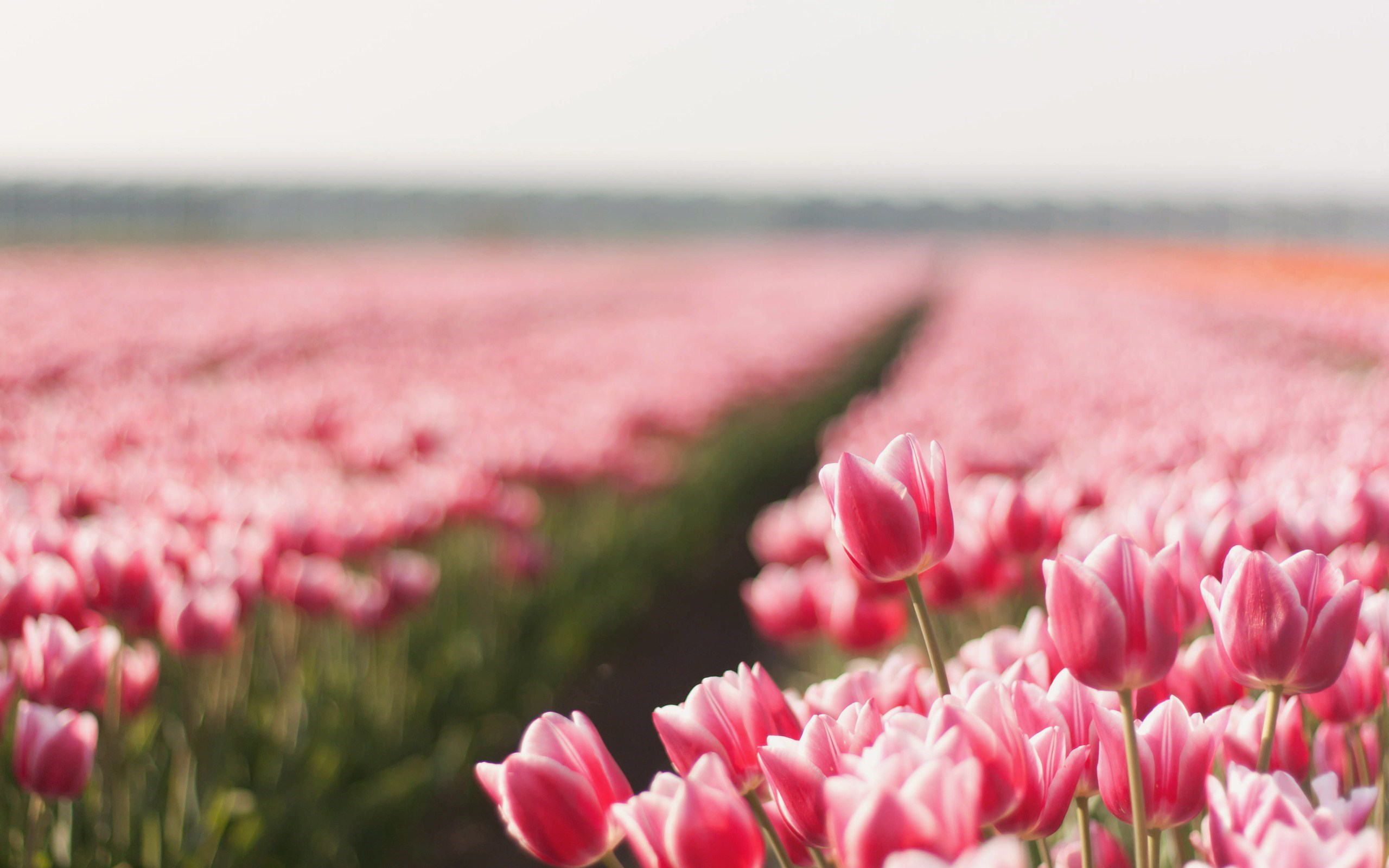 Download mobile wallpaper Tulip, Pink Flower, Flowers, Field, Nature, Flower, Earth for free.