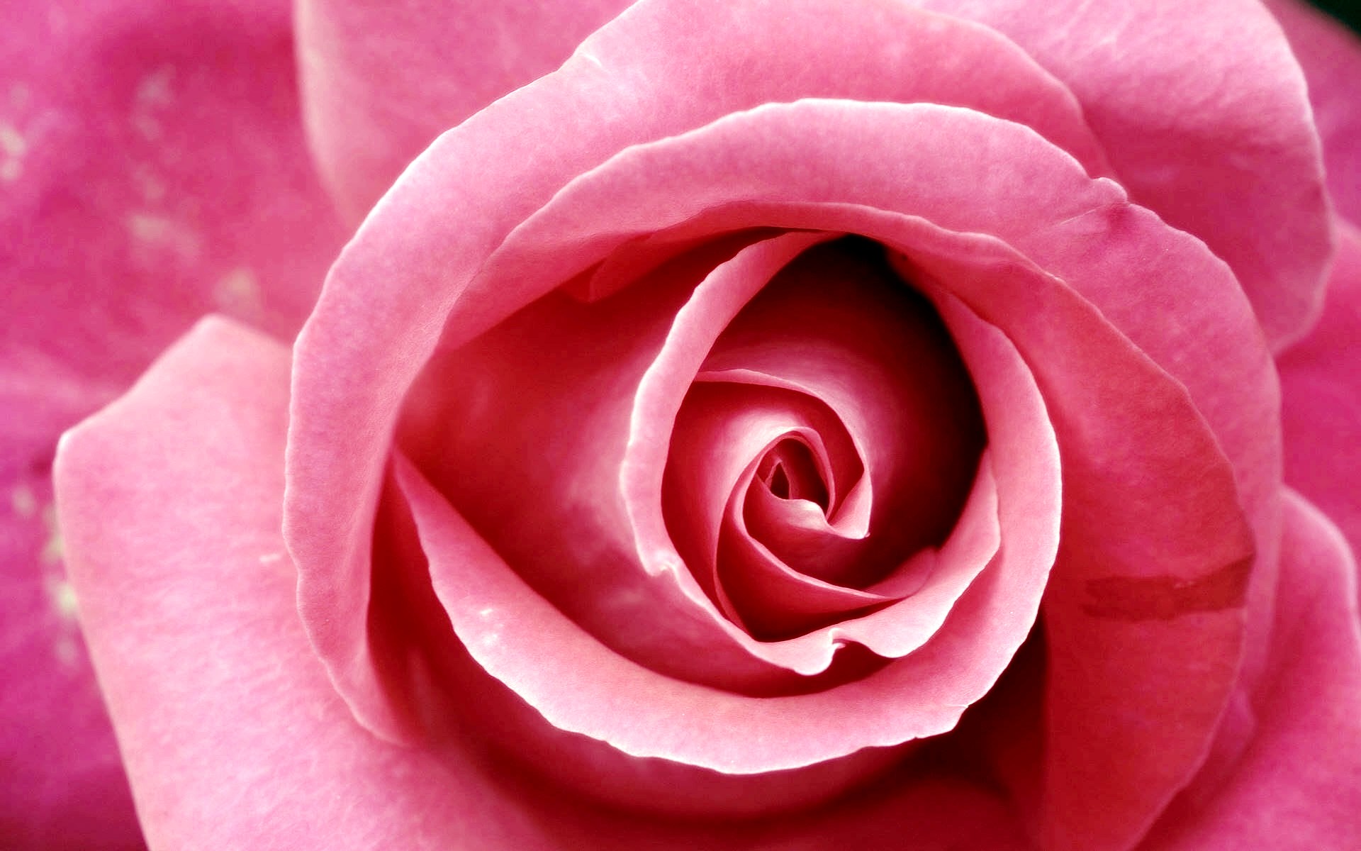 Free download wallpaper Flowers, Pink, Rose, Earth on your PC desktop