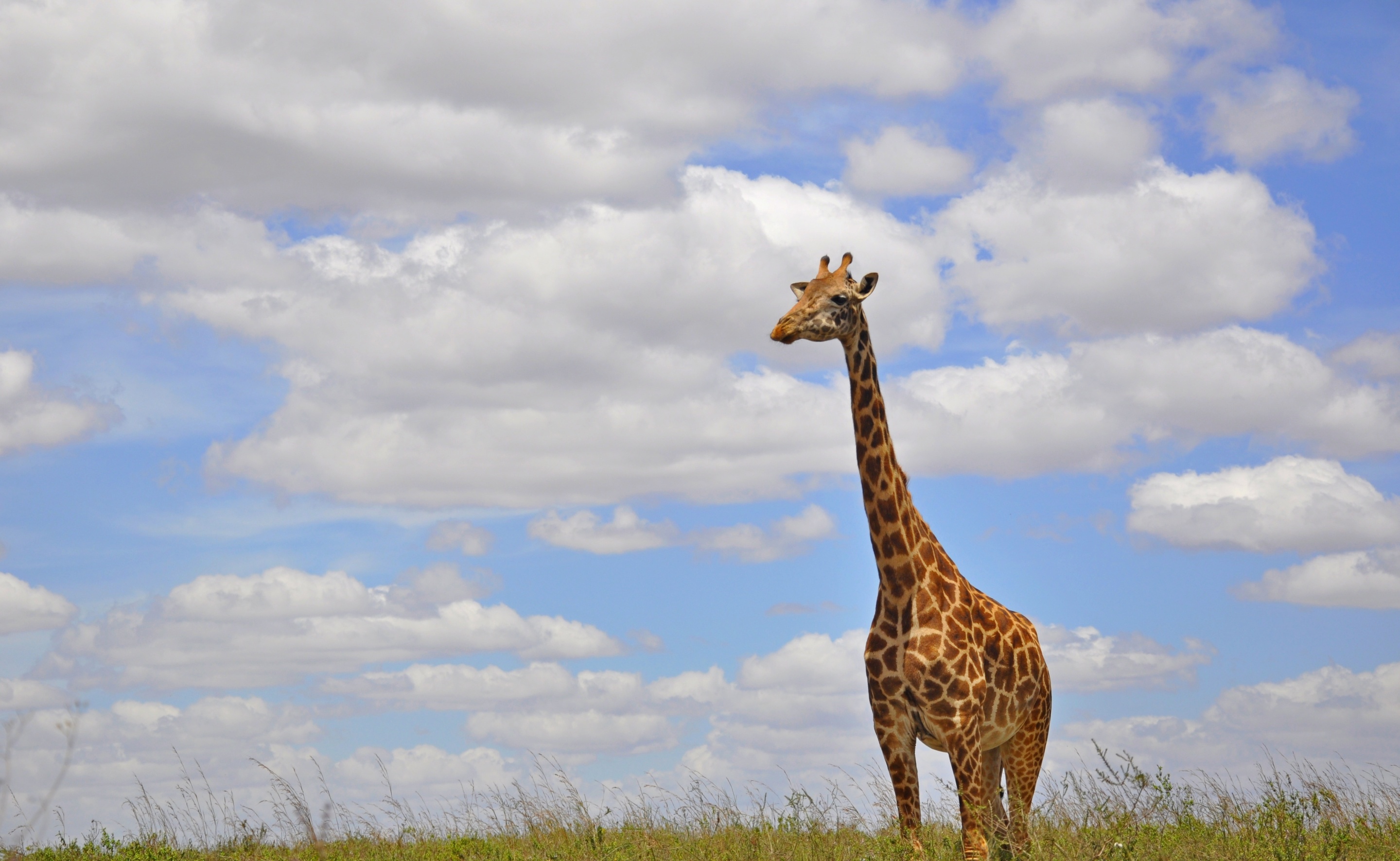 Baixar papel de parede para celular de Animais, Céu, Nuvem, Girafa gratuito.