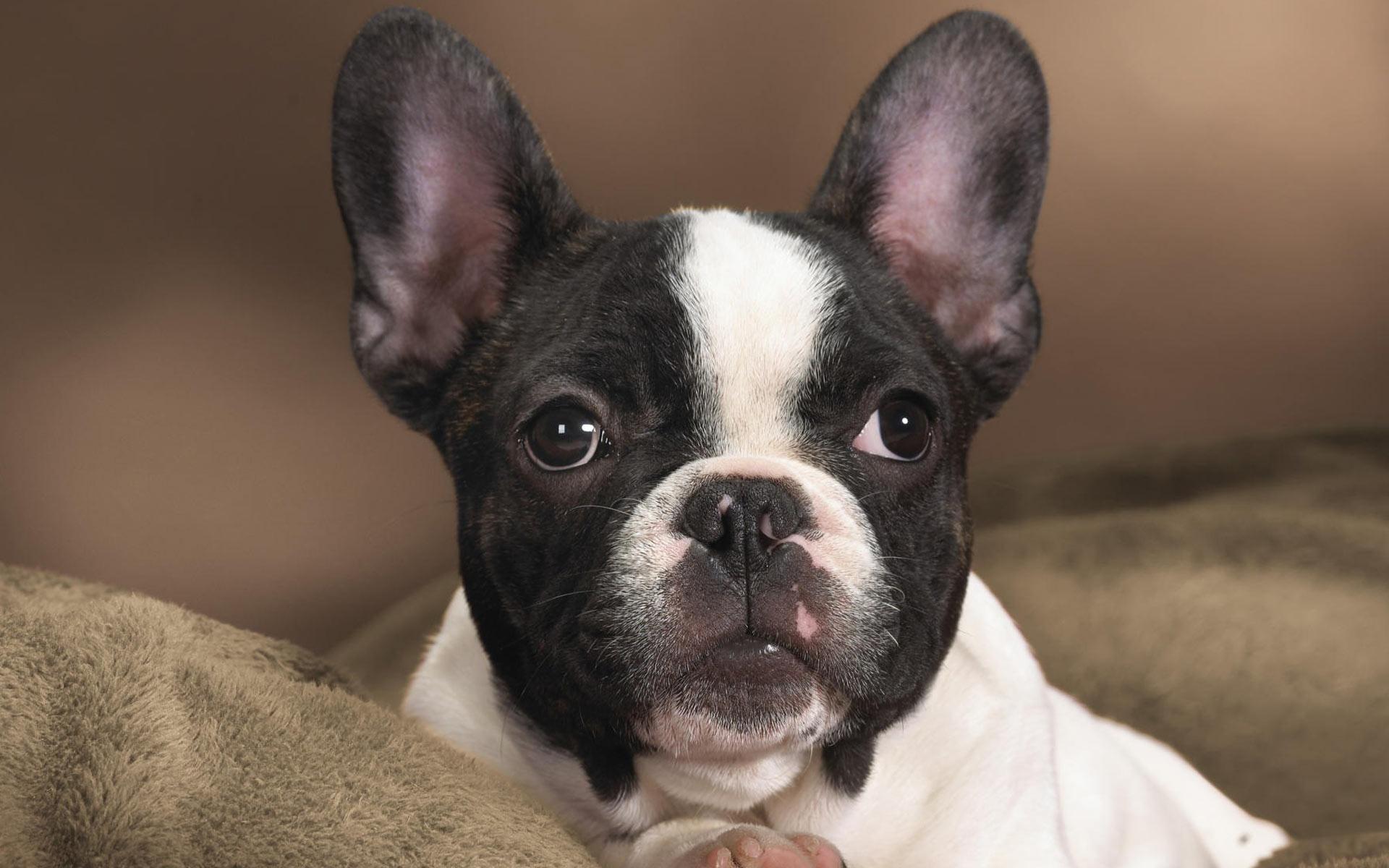 306894 descargar imagen bulldog francés, animales, perros: fondos de pantalla y protectores de pantalla gratis