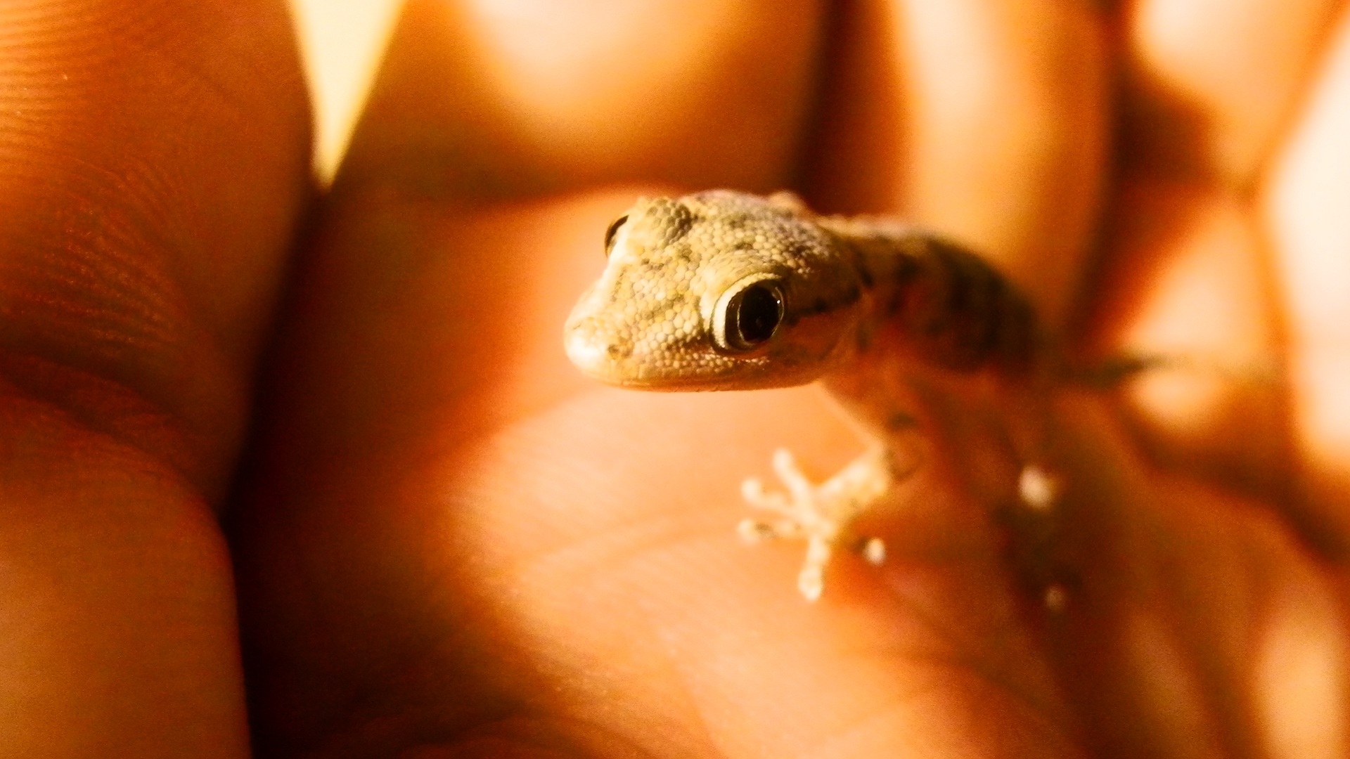 Descarga gratis la imagen Animales, Lagarto, Reptiles en el escritorio de tu PC