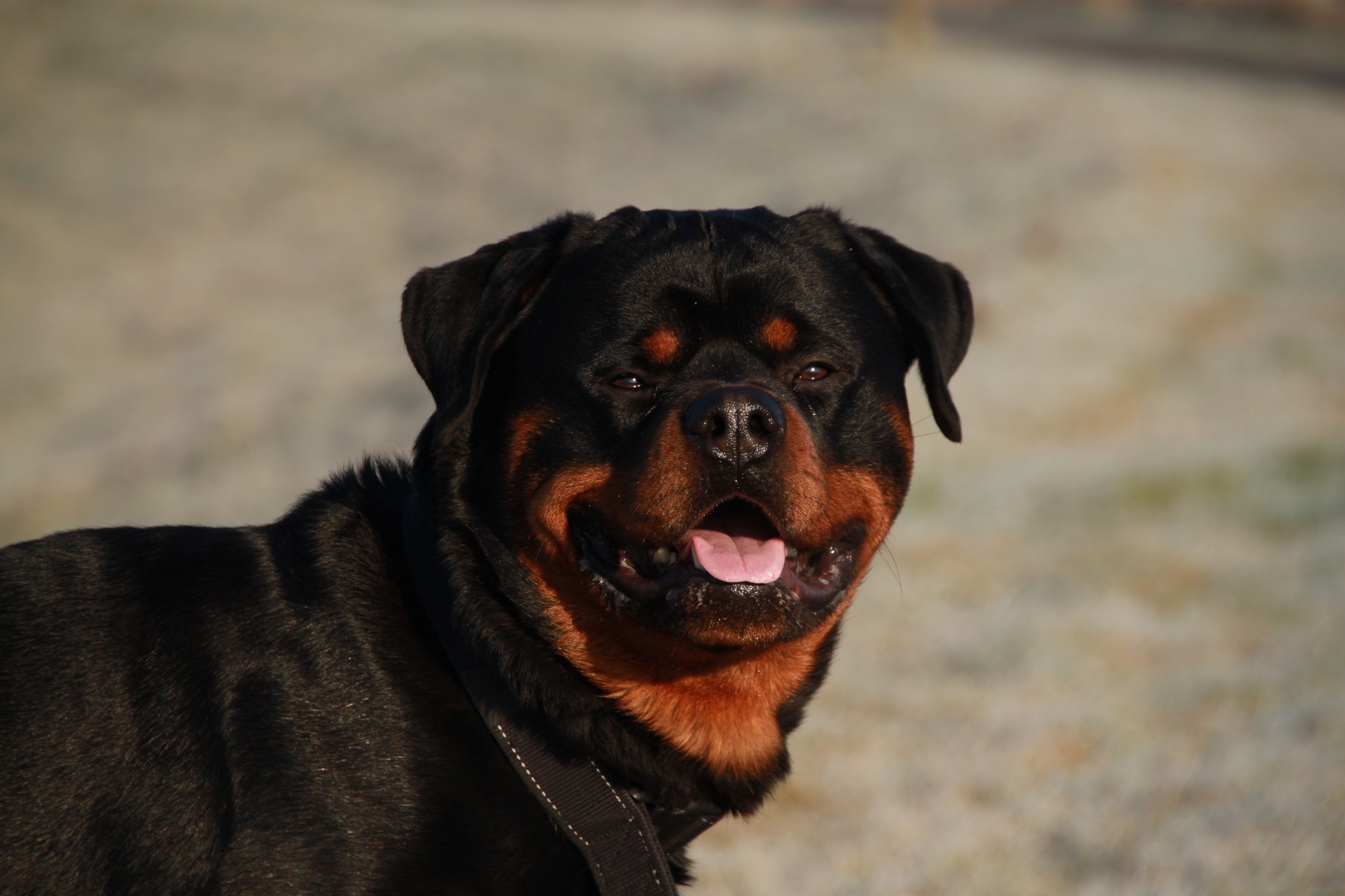 Download mobile wallpaper Collar, Muzzle, Dog, Animals, Rottweiler for free.