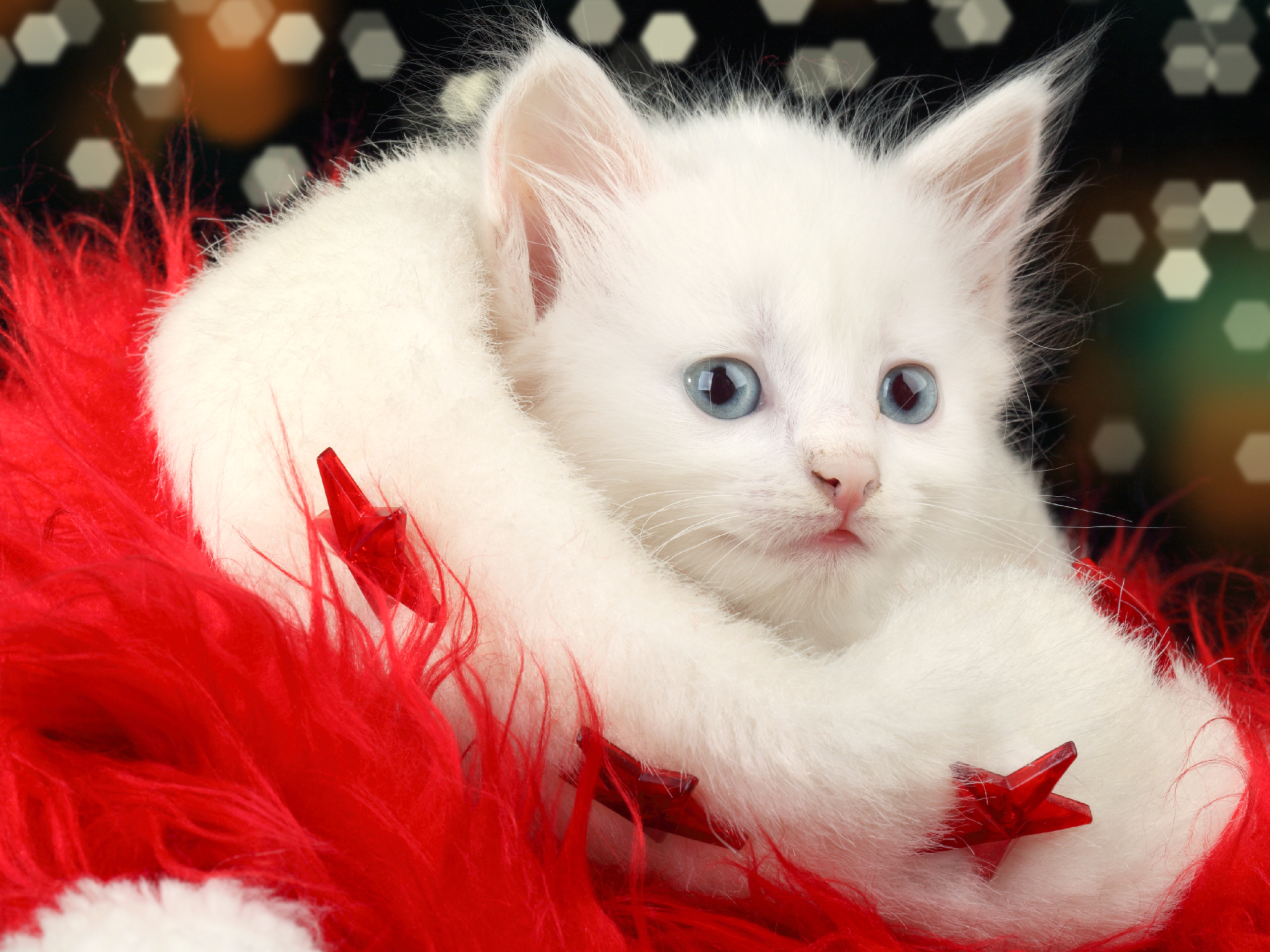 Handy-Wallpaper Weihnachten, Kätzchen, Feiertage kostenlos herunterladen.
