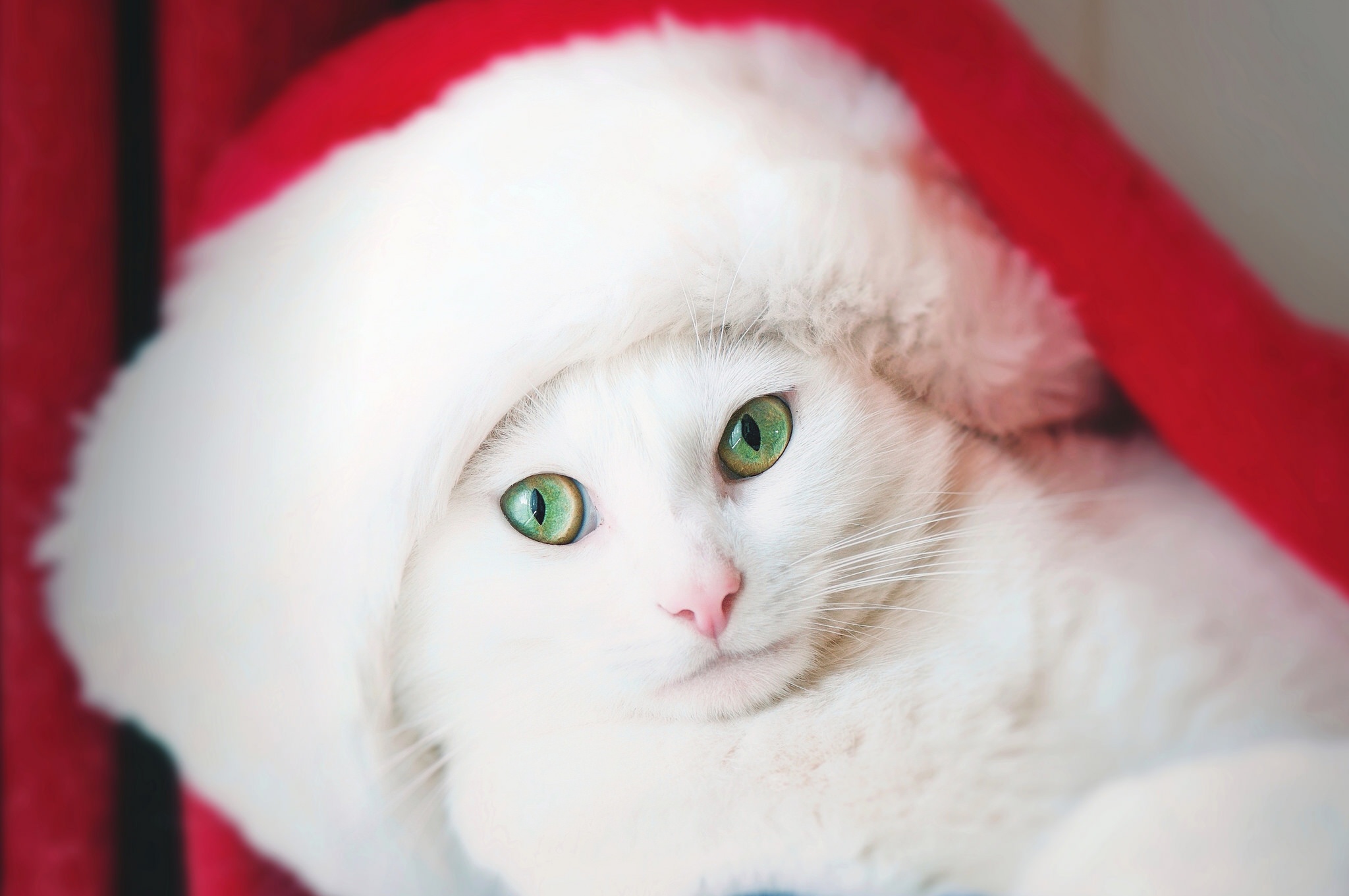Handy-Wallpaper Tiere, Katzen, Katze, Grüne Augen, Weihnachtsmütze, Starren kostenlos herunterladen.
