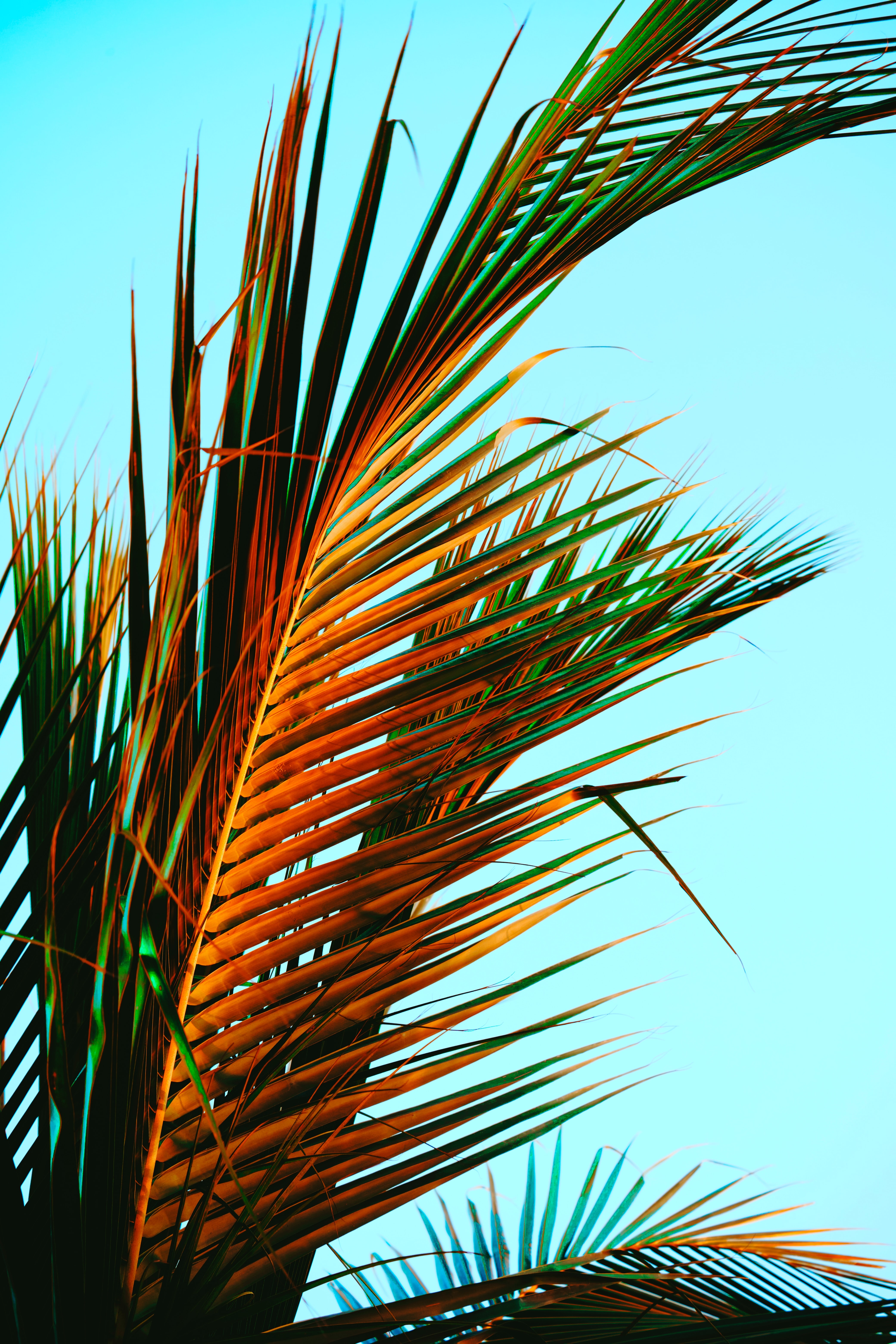 palm, nature, leaves, tropics, palm leaves