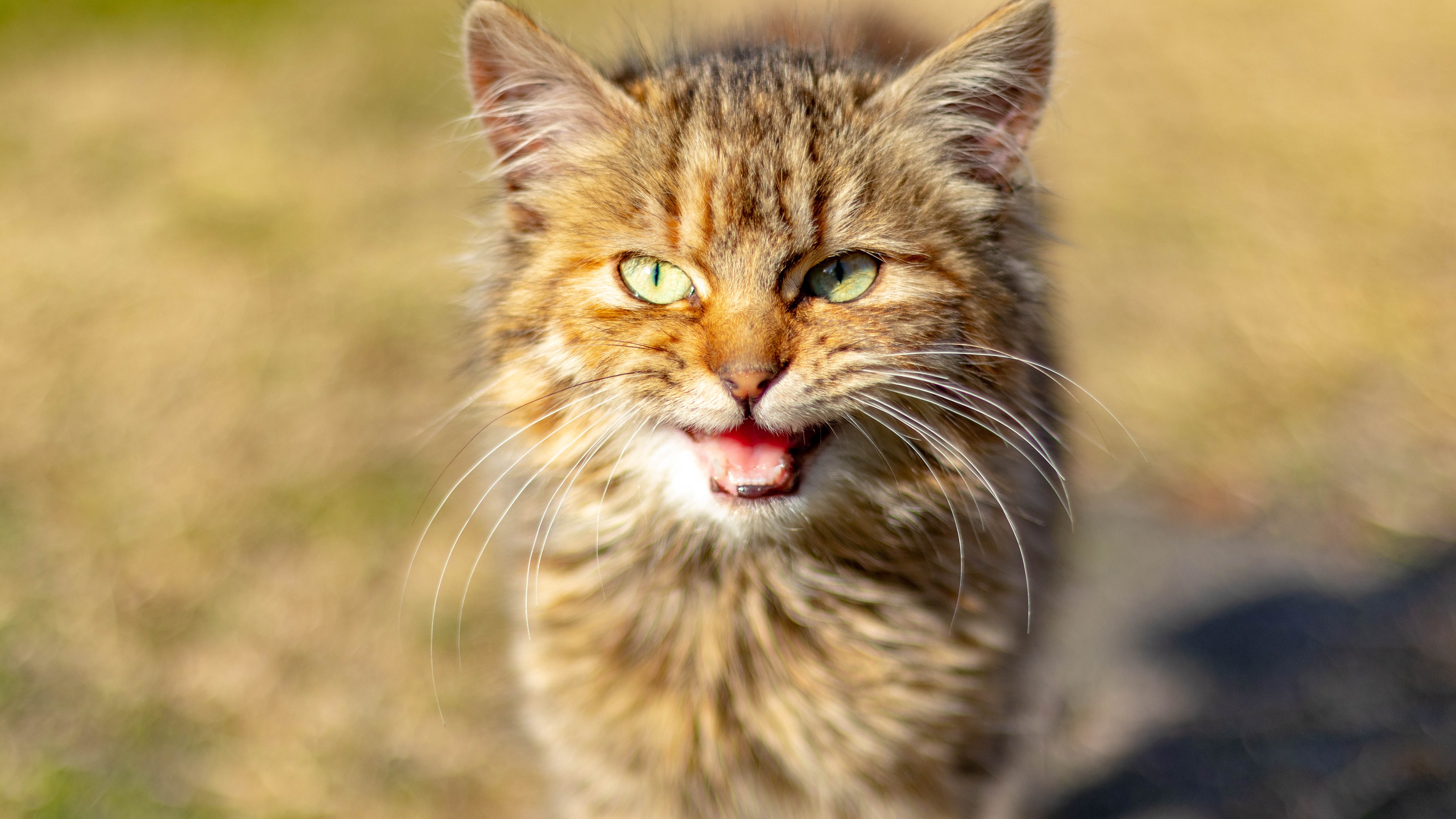 Baixe gratuitamente a imagem Animais, Gatos, Gato na área de trabalho do seu PC