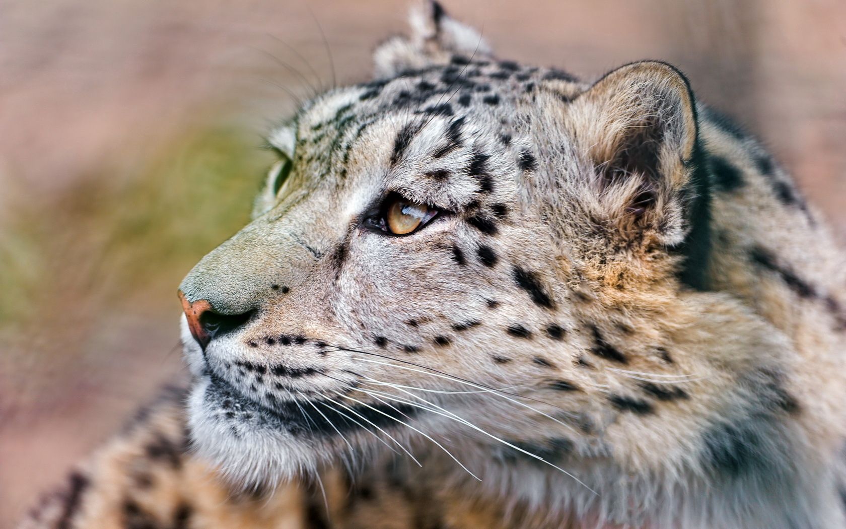 Download mobile wallpaper Leopard, Muzzle, Animals, Snow, Eyes for free.