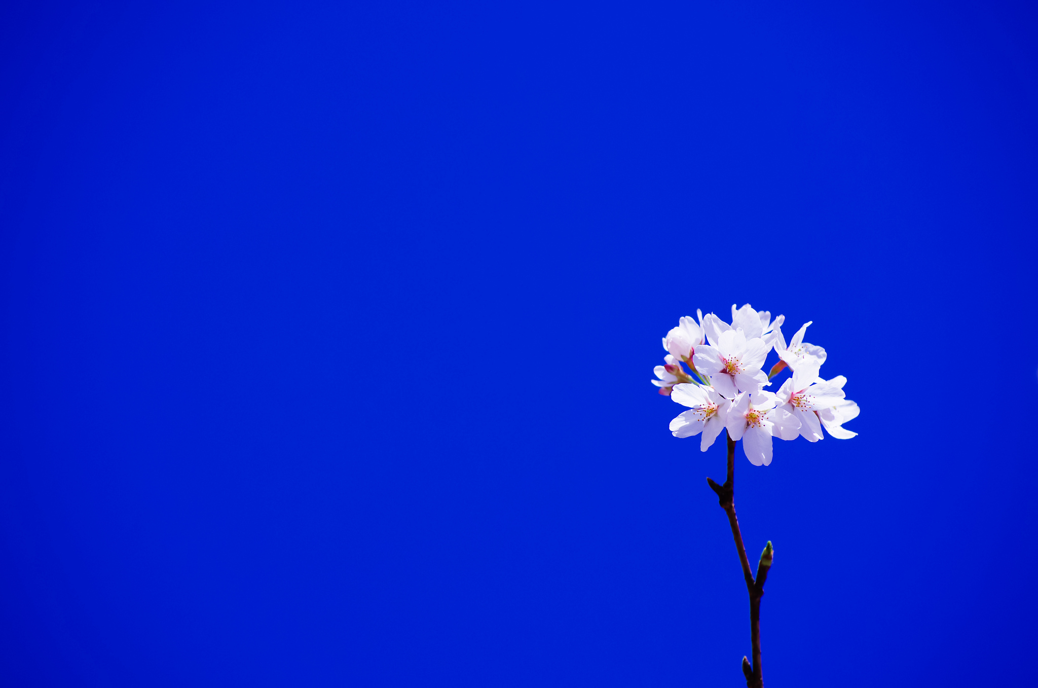 Téléchargez gratuitement l'image Floraison, Fleurs, Terre/nature sur le bureau de votre PC