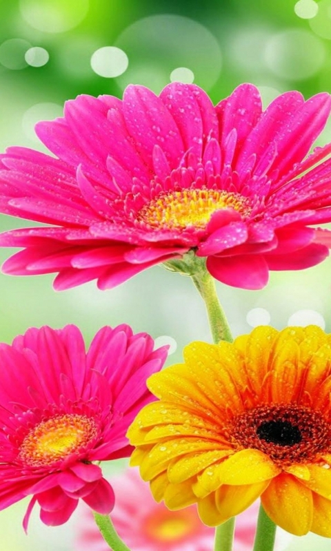 Descarga gratuita de fondo de pantalla para móvil de Naturaleza, Flores, Gerberas, Flor, Flor Rosa, Primavera, Bokeh, Flor Amarilla, Tierra/naturaleza.