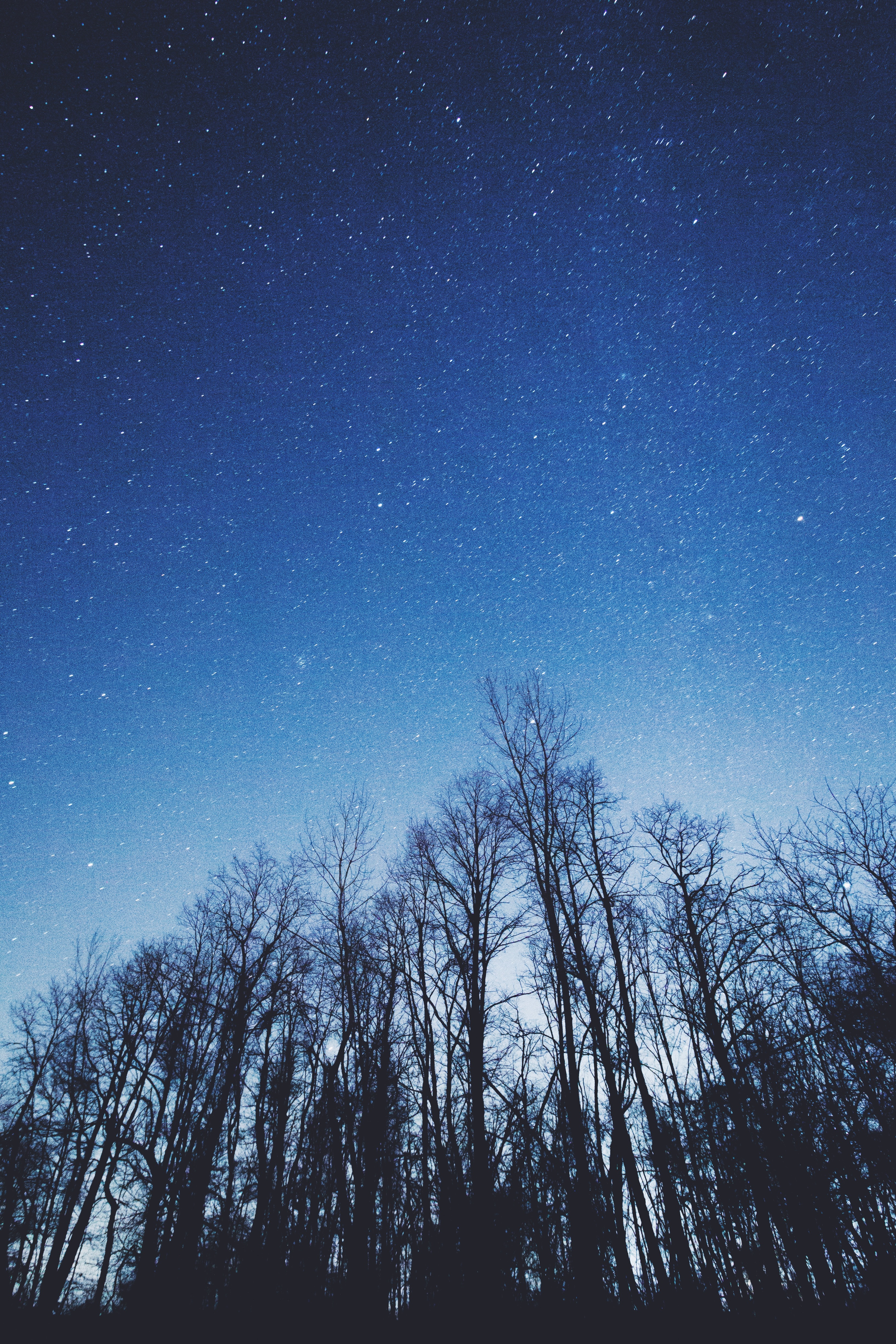 Download mobile wallpaper Trees, Sky, Nature, Night, Starry Sky for free.