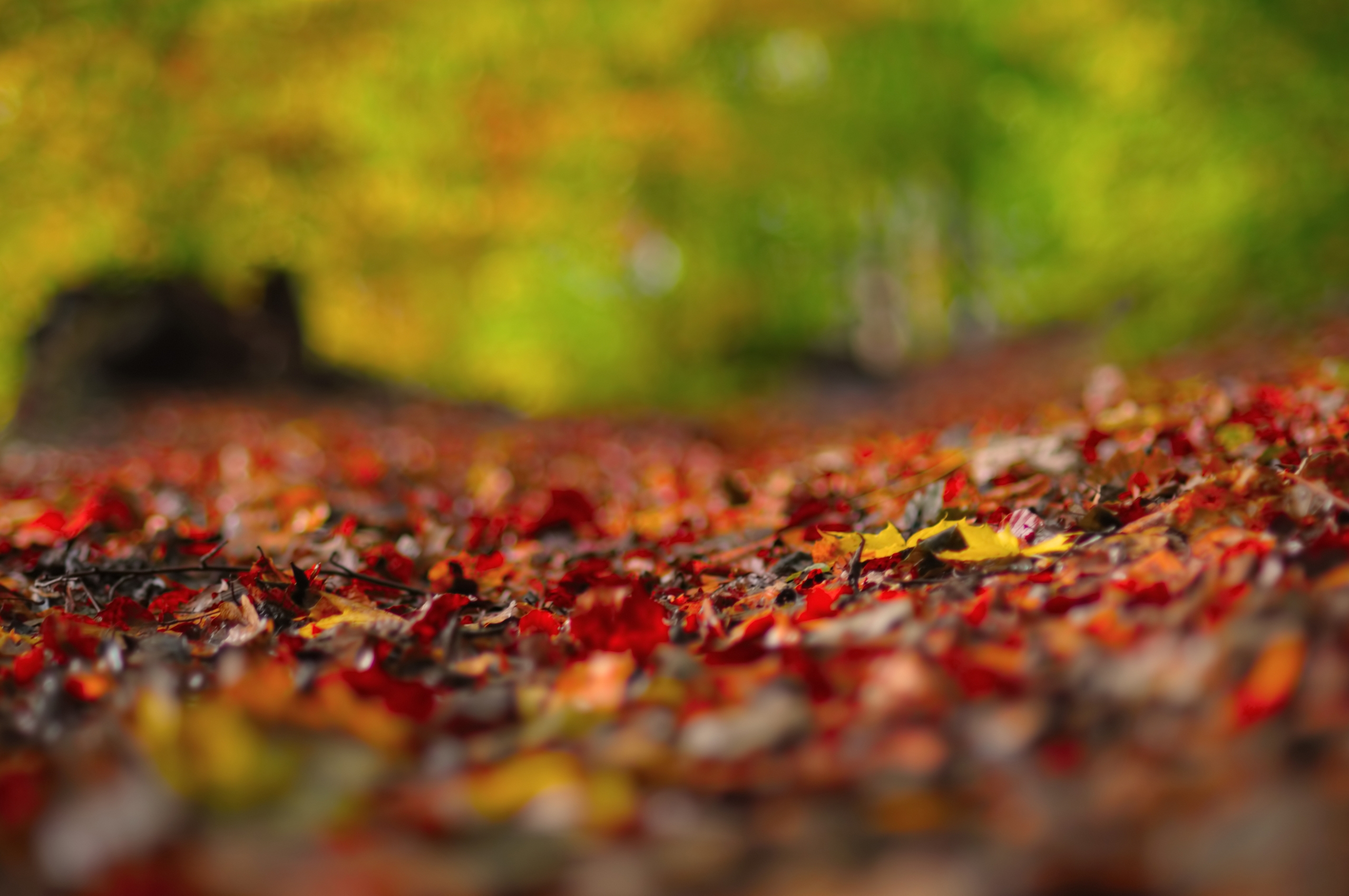 Download mobile wallpaper Macro, Foliage, Autumn, Surface, Background for free.