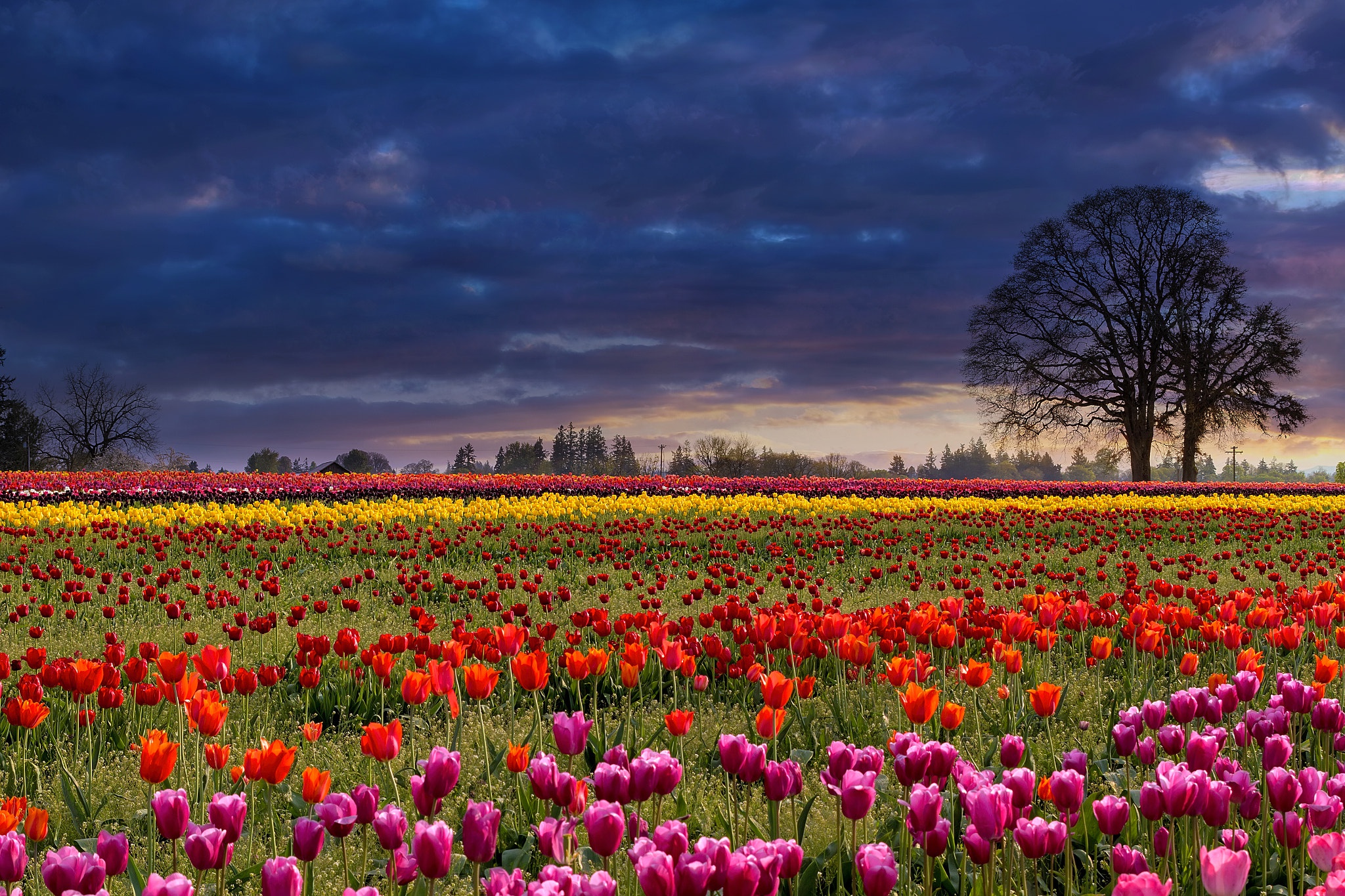 Laden Sie das Blumen, Blume, Feld, Wolke, Tulpe, Gelbe Blume, Rote Blume, Erde/natur, Pinke Blume-Bild kostenlos auf Ihren PC-Desktop herunter
