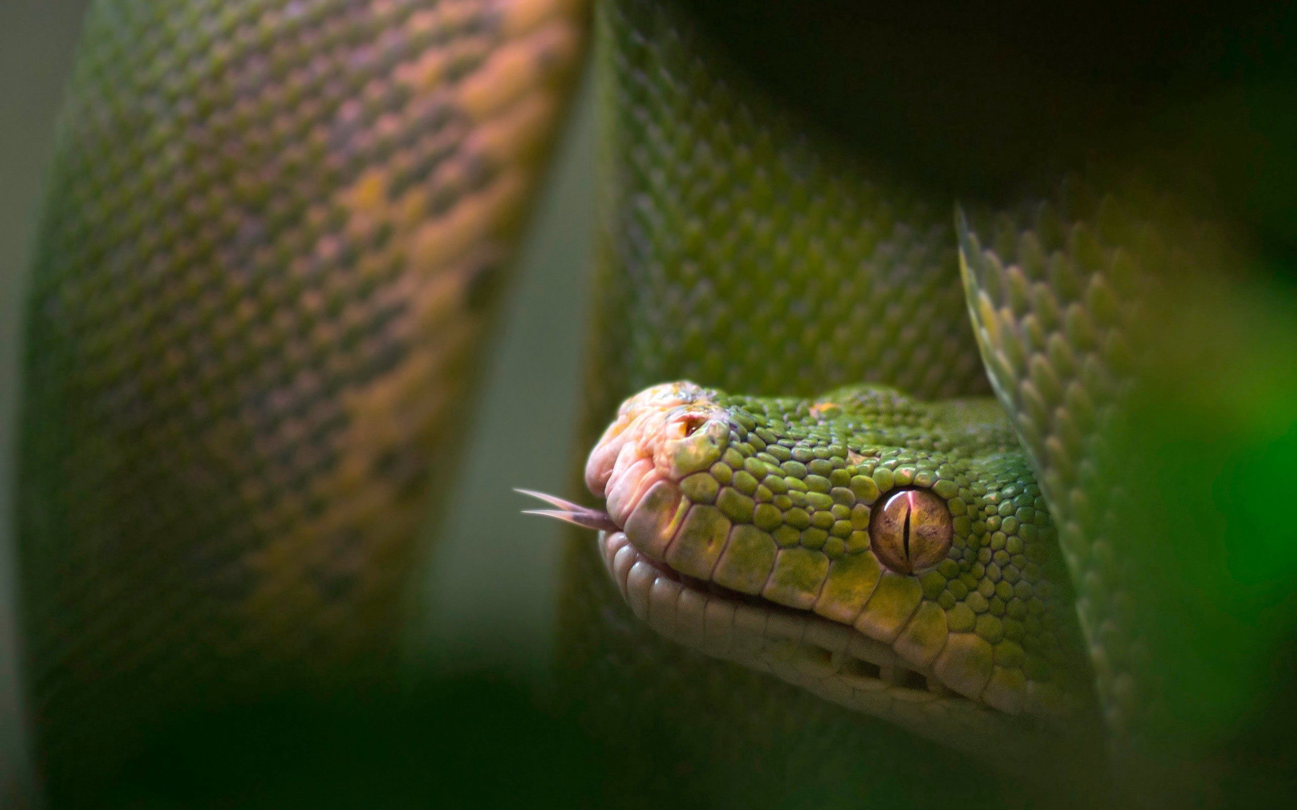 animals, blur, smooth, reptile, snake, language, tongue 1080p