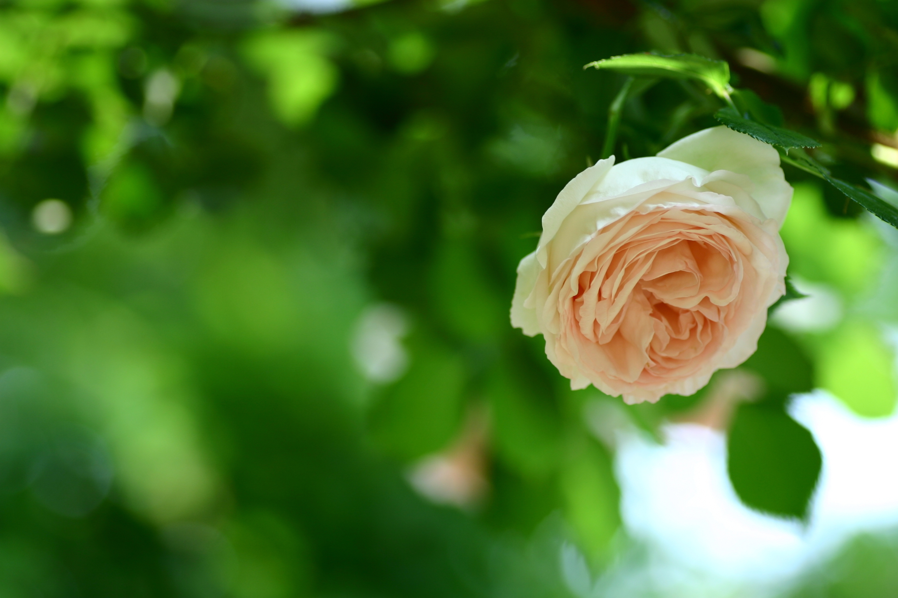 Download mobile wallpaper Branch, Greens, Smooth, Flowers, Rose Flower, Rose, Blur for free.