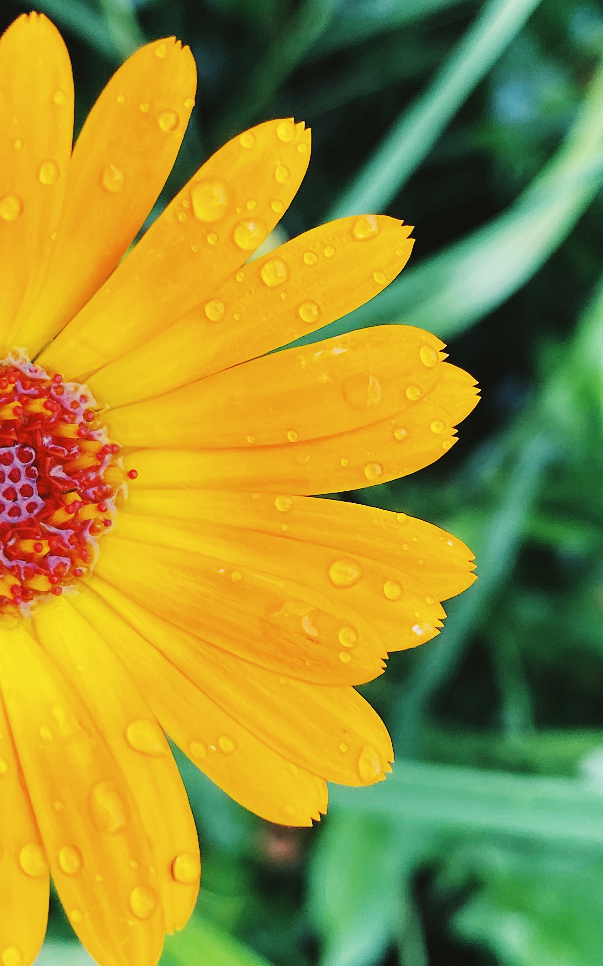 drops, flowers, yellow, flower, macro, petals Smartphone Background