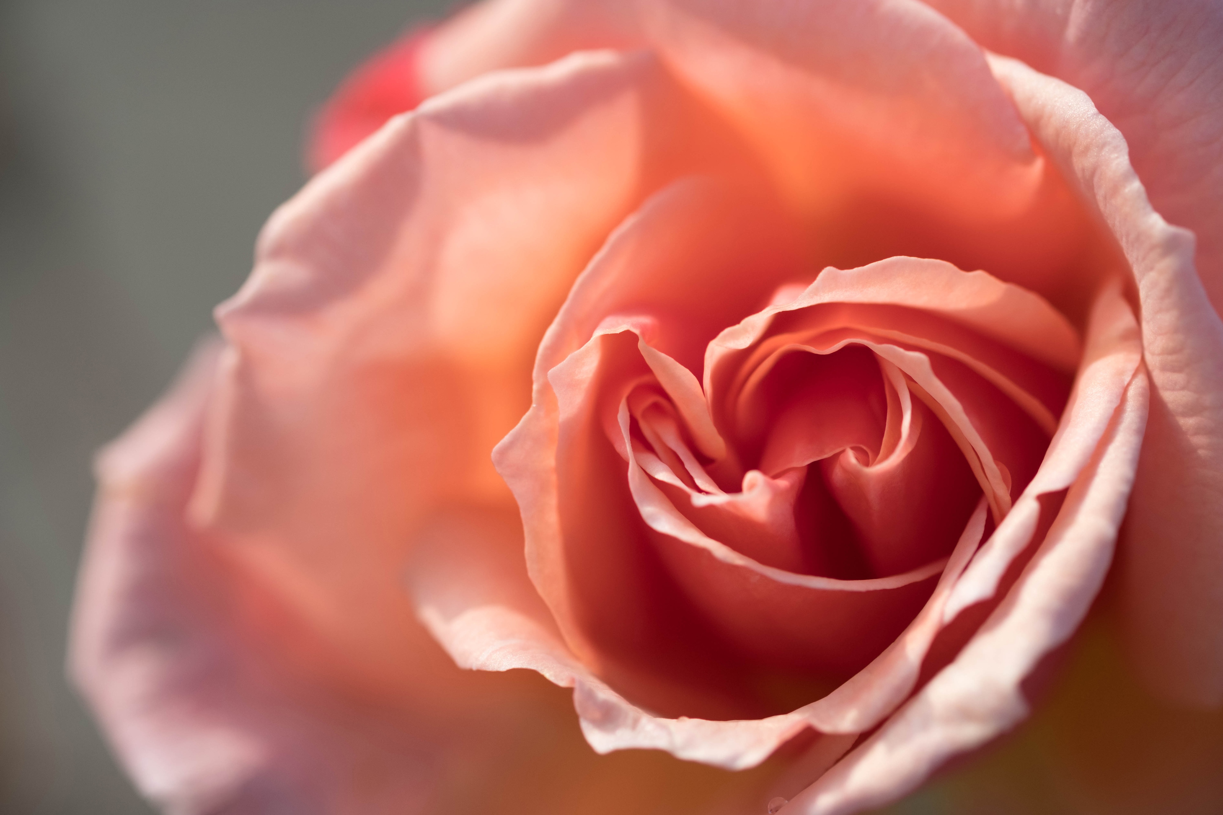 Free download wallpaper Flowers, Macro, Rose, Earth, Petal on your PC desktop