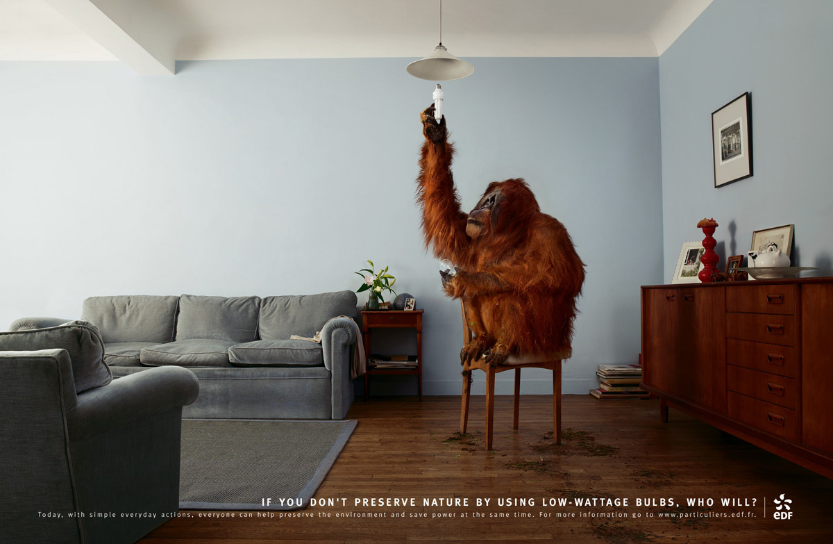 1514034 télécharger le fond d'écran singe, humour, animaux, orang outan - économiseurs d'écran et images gratuitement