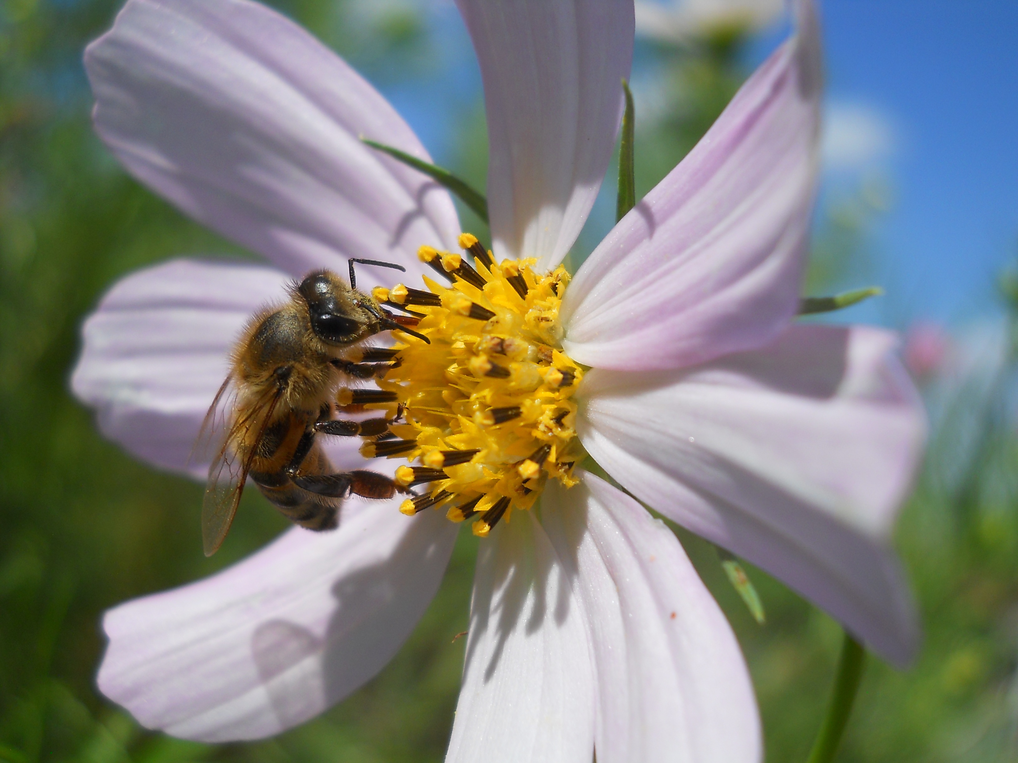 154588 descargar imagen flor, macro, abeja, kosmeya, cosmos: fondos de pantalla y protectores de pantalla gratis