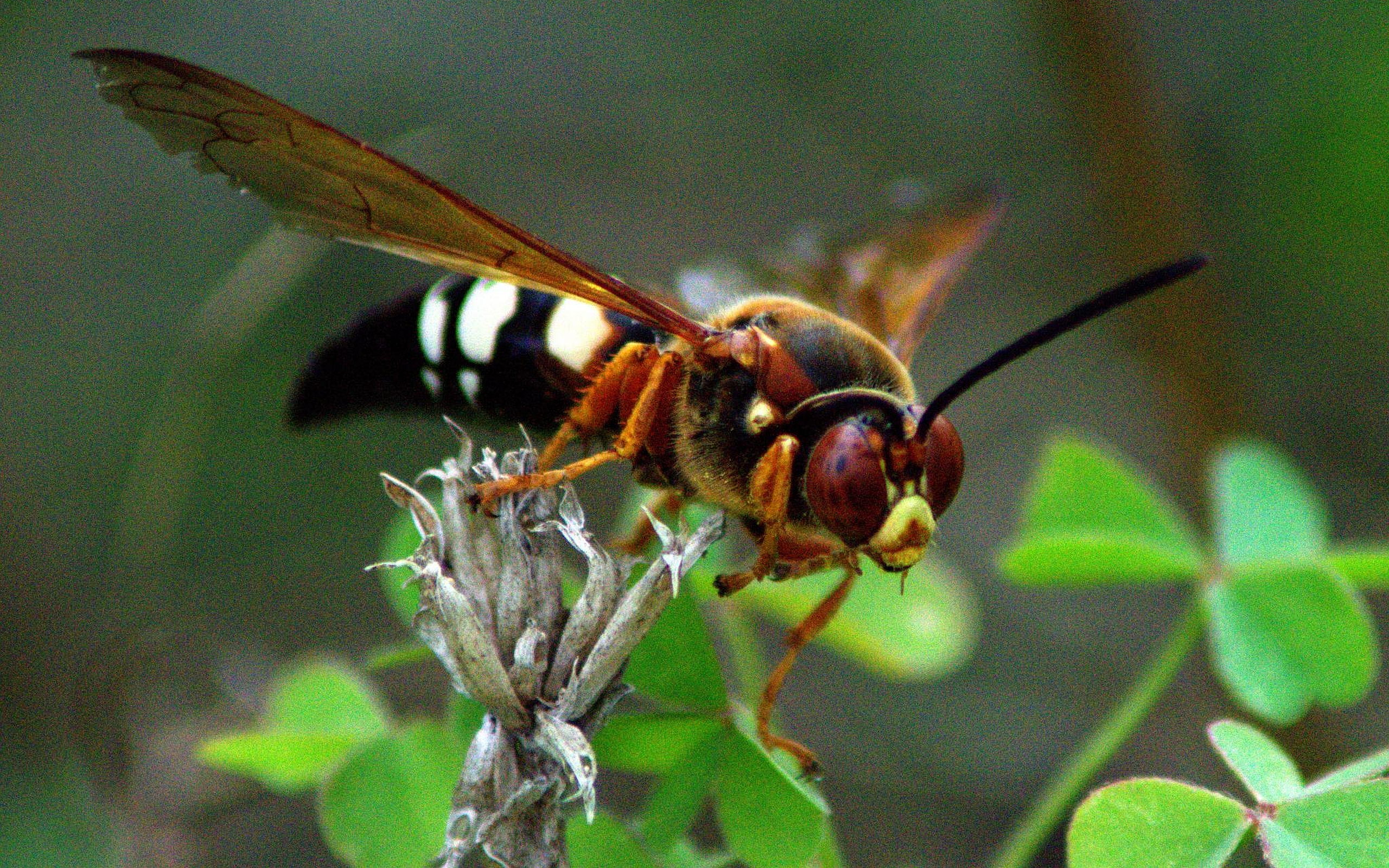 animal, wasp, insects