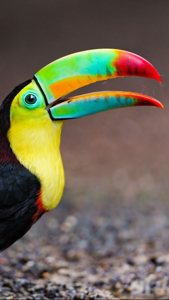 Download mobile wallpaper Birds, Animal, Toucan for free.