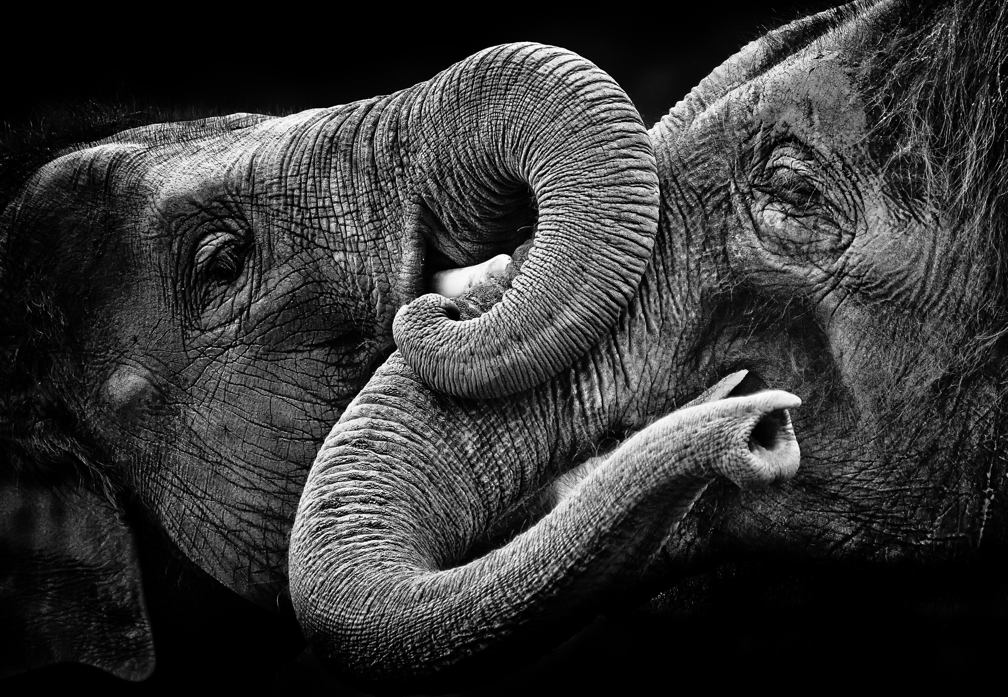 Скачати мобільні шпалери Слони, Монохромний, Тварина, Азіатський Слон безкоштовно.