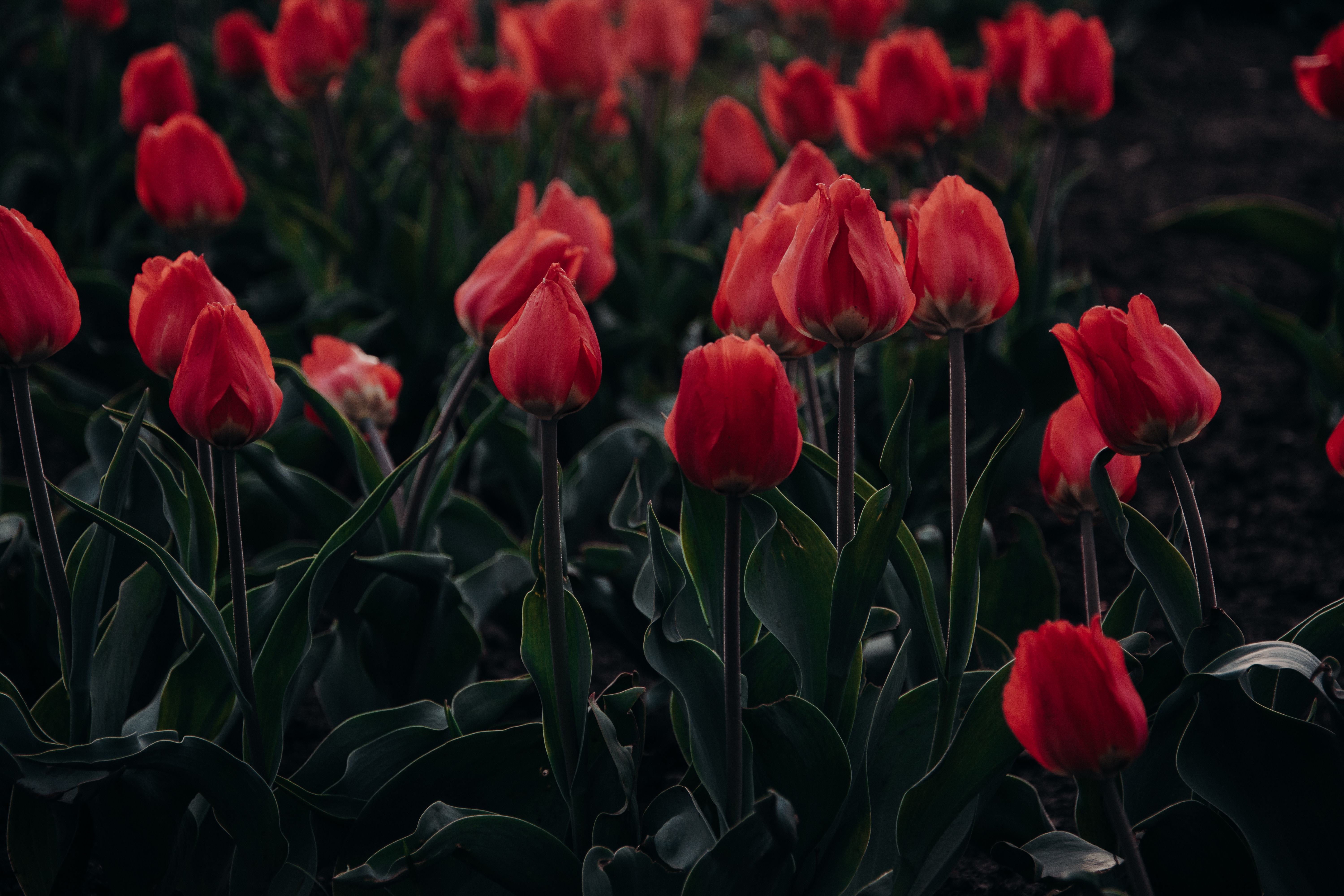 111664 télécharger le fond d'écran fleurs, tulipes, rouge, floraison, parterre de fleurs, parterre, épanouissement - économiseurs d'écran et images gratuitement