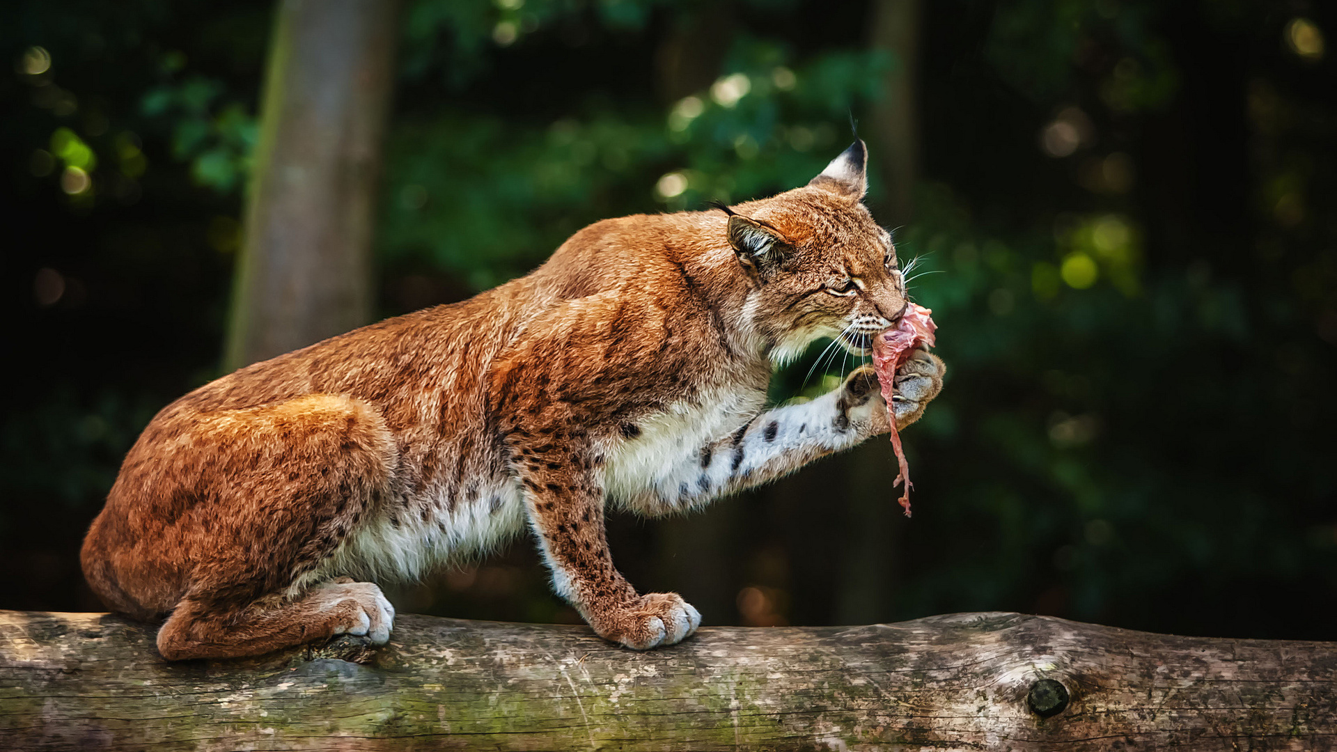 Free download wallpaper Animal, Lynx on your PC desktop