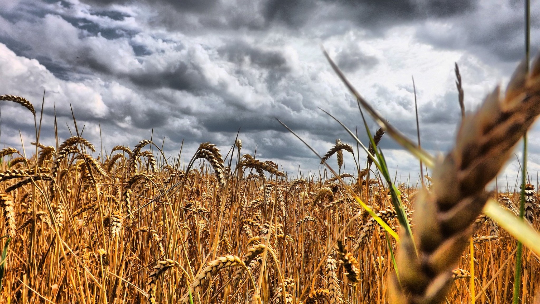 wheat, earth, cloud, crops, field