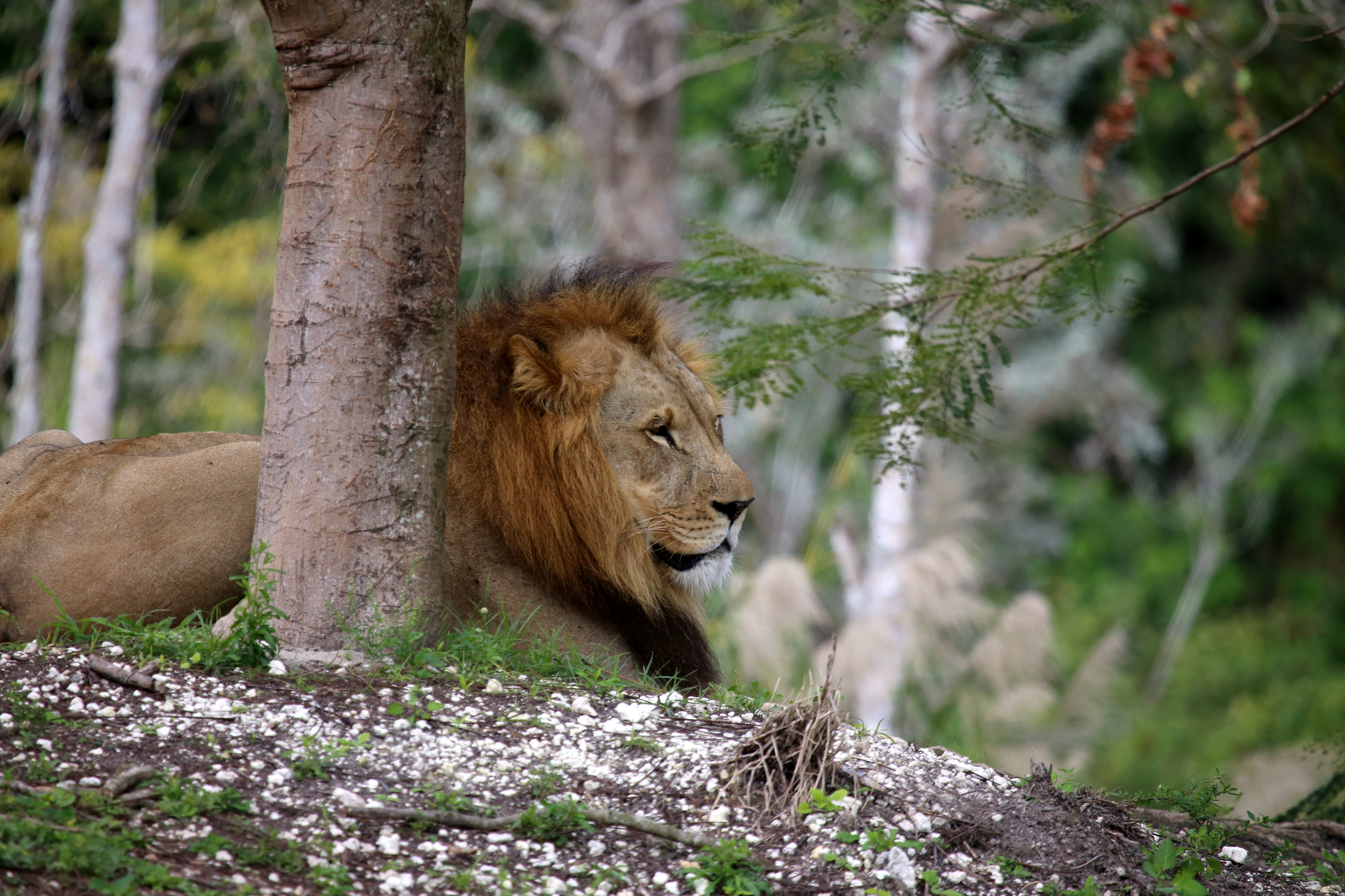 Download mobile wallpaper Wood, Tree, Branch, Animals, Big Cat, Lion for free.