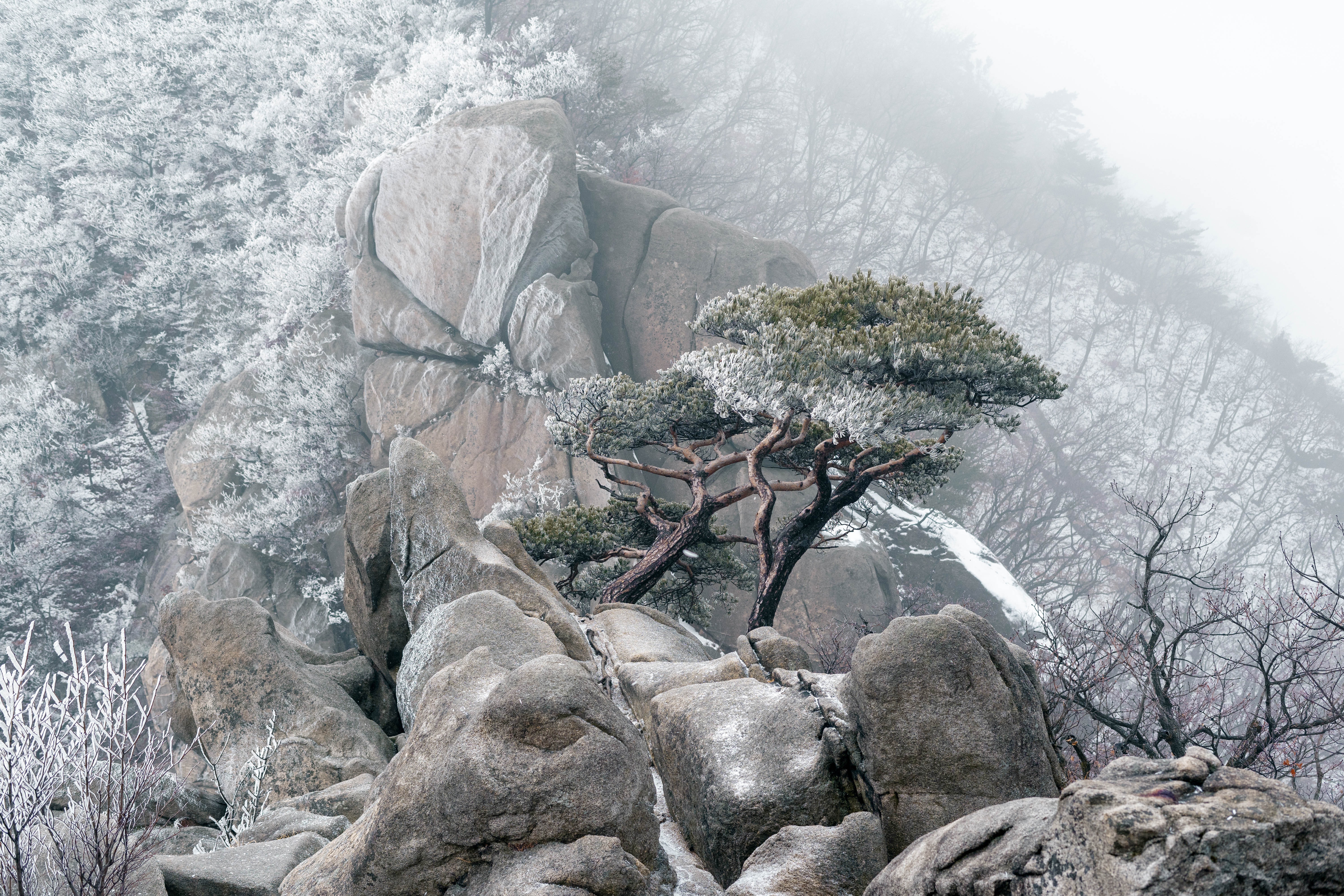 Download mobile wallpaper Winter, Mountain, Forest, Fog, Earth, Pine Tree, Boulder for free.