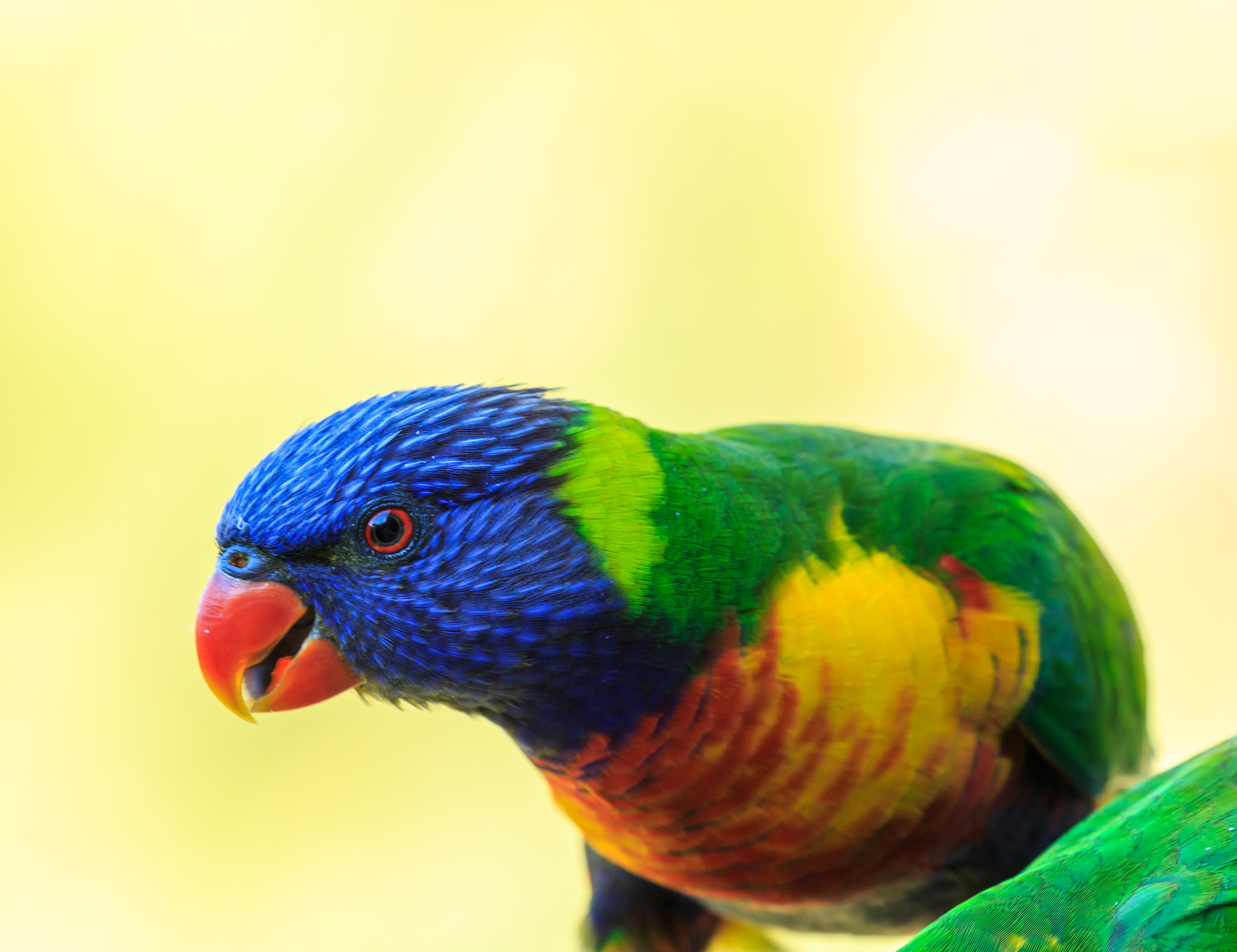 Download mobile wallpaper Rainbow Lorikeet, Parrot, Close Up, Feather, Bird, Birds, Animal for free.