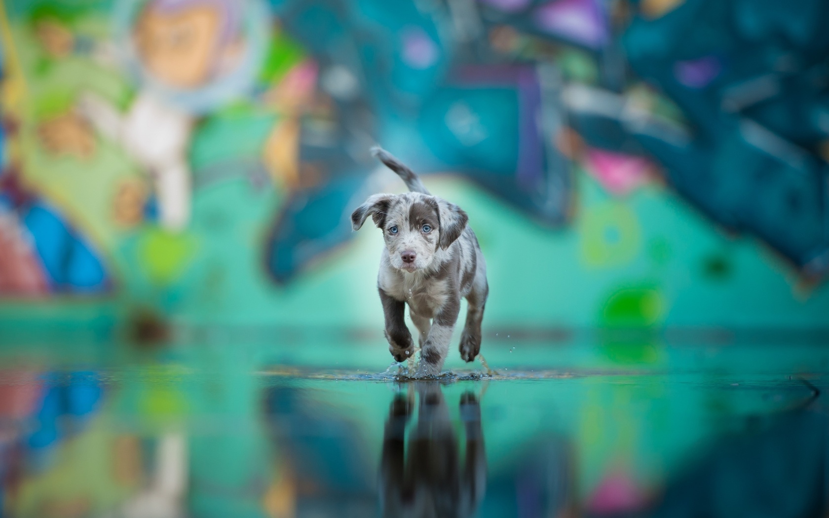 Téléchargez gratuitement l'image Chiot, Chiens, Animaux sur le bureau de votre PC