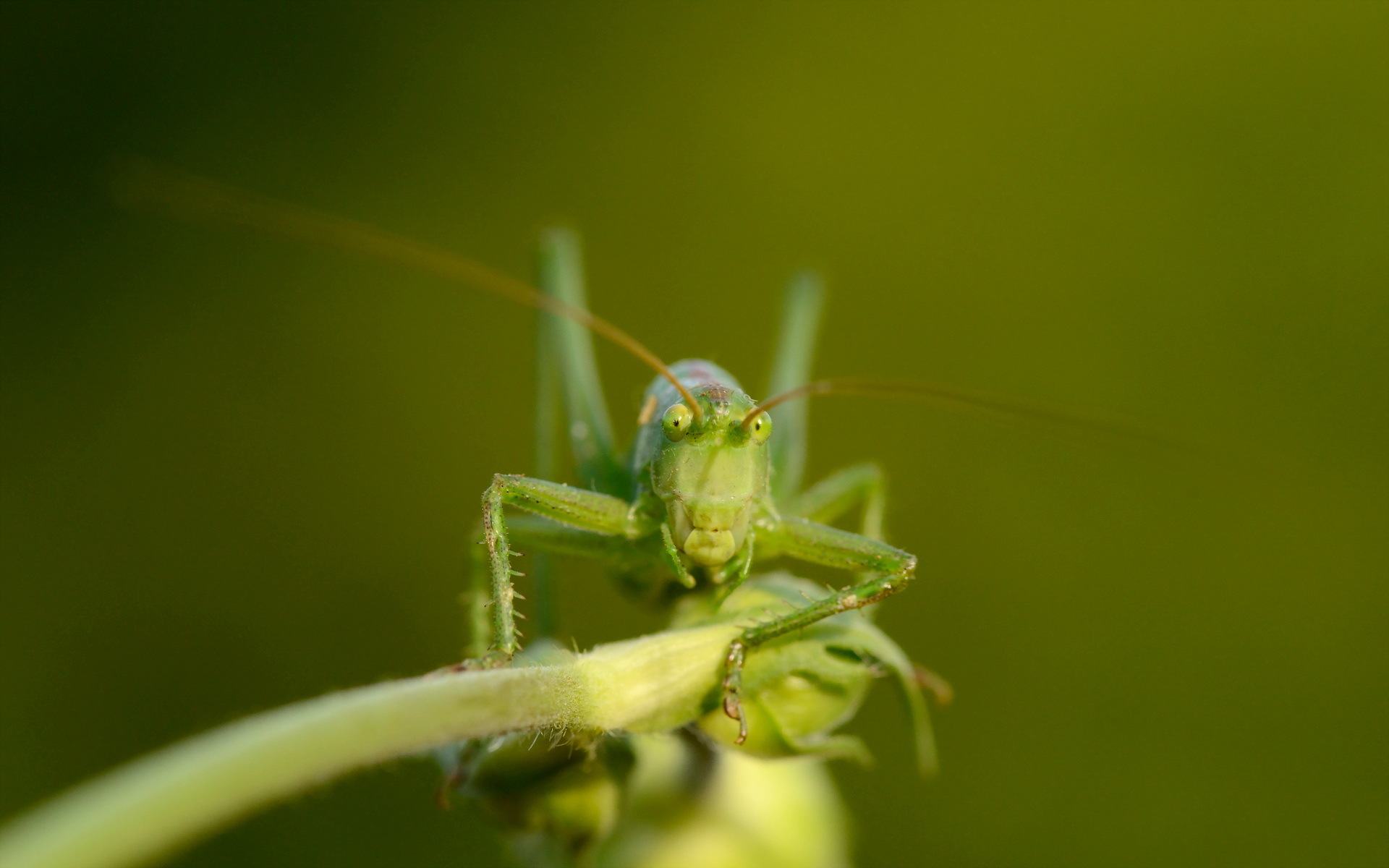 Free download wallpaper Animal, Grasshopper on your PC desktop