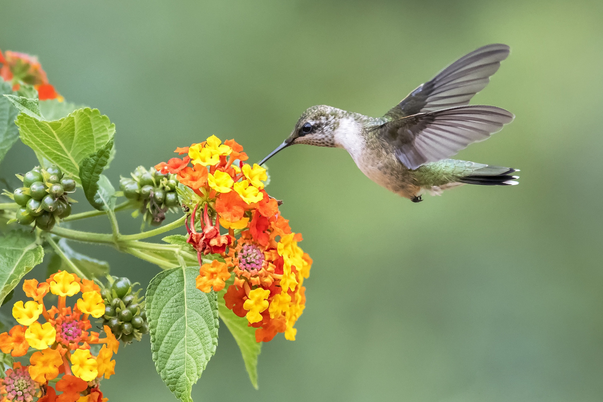 Laden Sie das Tiere, Vögel, Blume, Vogel, Kolibri, Orangene Blume-Bild kostenlos auf Ihren PC-Desktop herunter