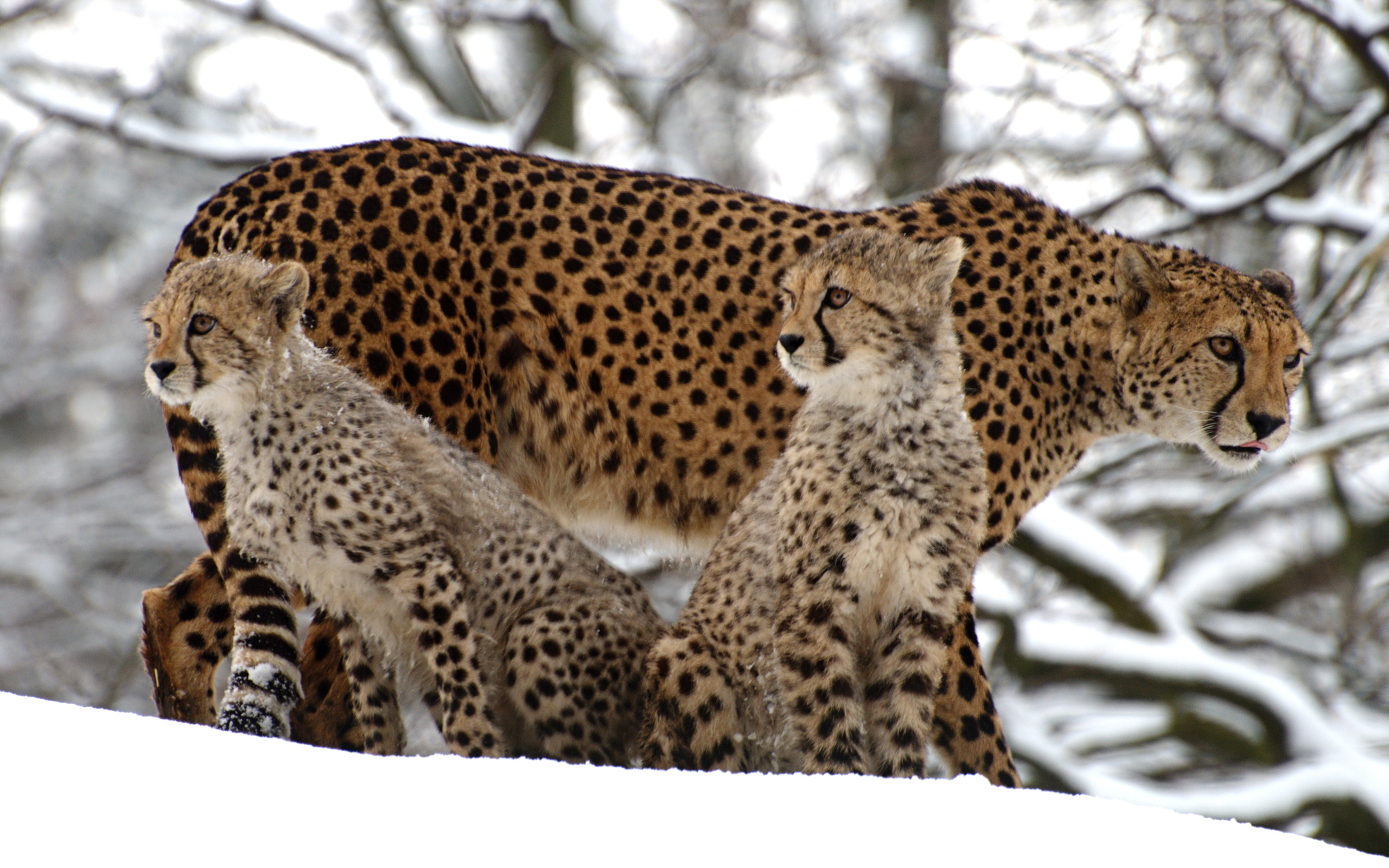 Download mobile wallpaper Cheetah, Baby Animal, Snow, Winter, Cats, Animal for free.