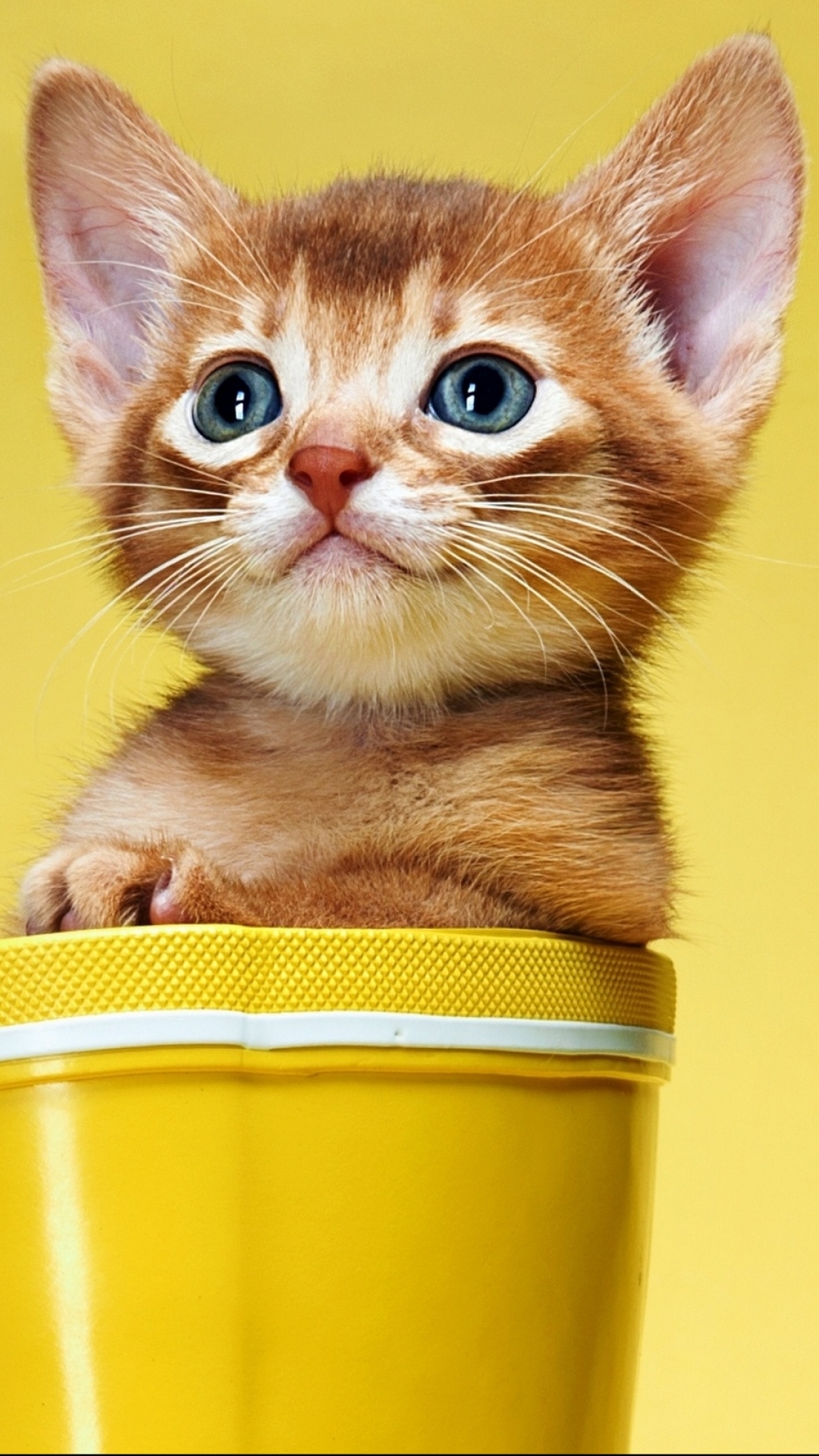 Download mobile wallpaper Cats, Cat, Animal for free.