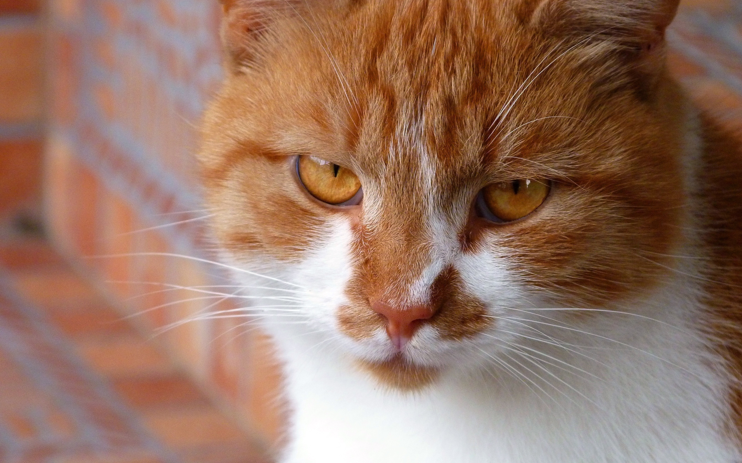 Handy-Wallpaper Tiere, Katze kostenlos herunterladen.