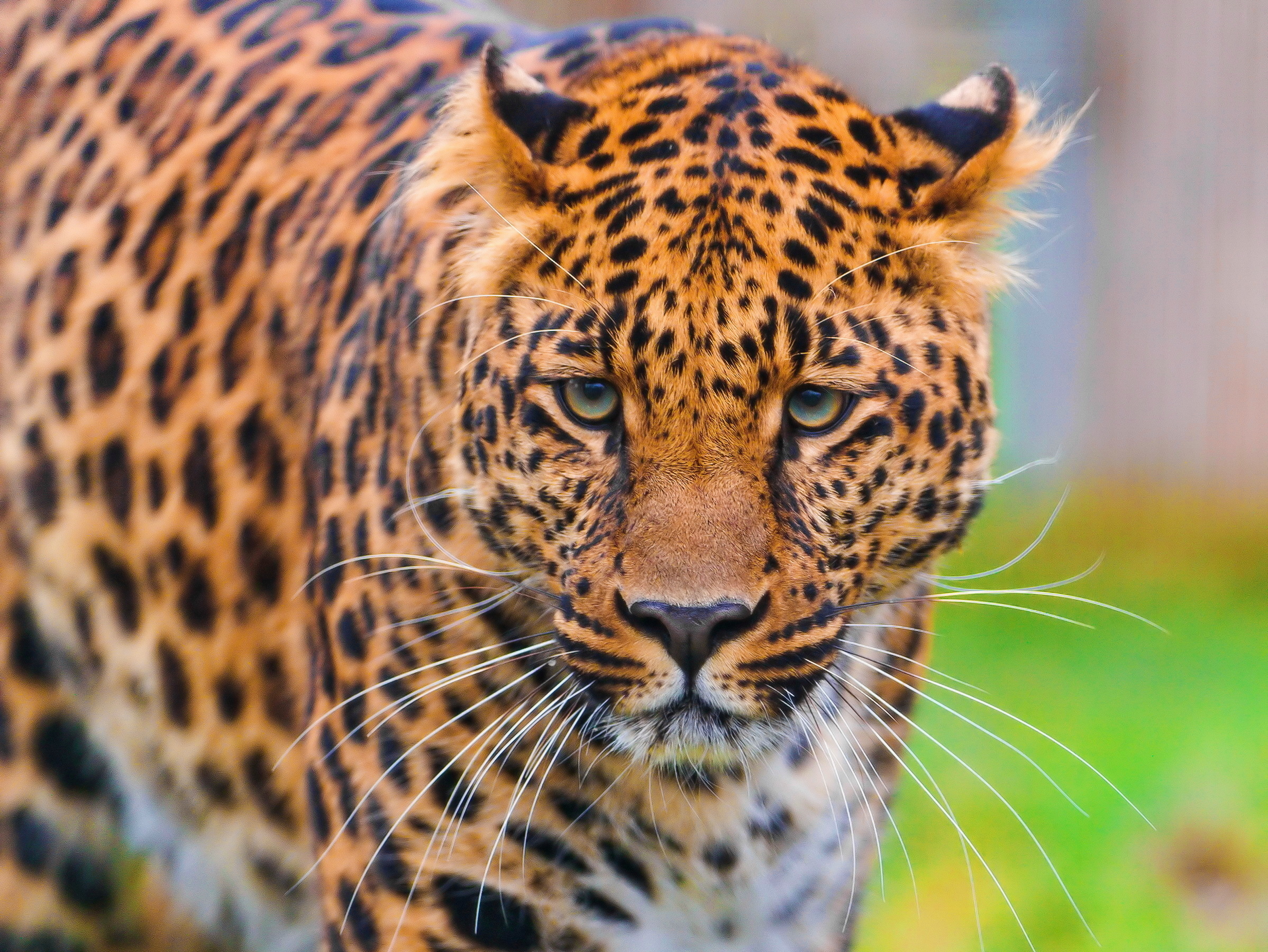 Descarga gratuita de fondo de pantalla para móvil de Animales, Gatos, Leopardo.