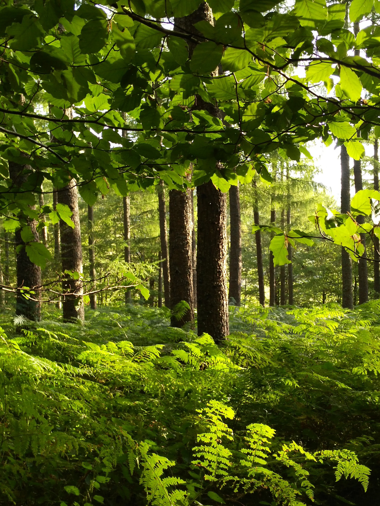 Скачать картинку Природа, Папоротник, Лес, Зеленый, Земля/природа в телефон бесплатно.