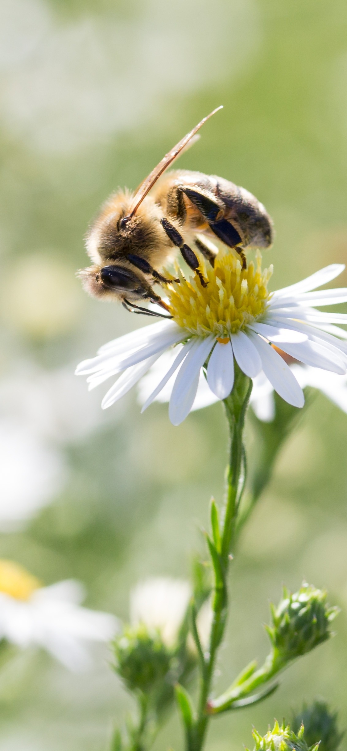 Download mobile wallpaper Insects, Flower, Blur, Insect, Bee, Animal, White Flower for free.