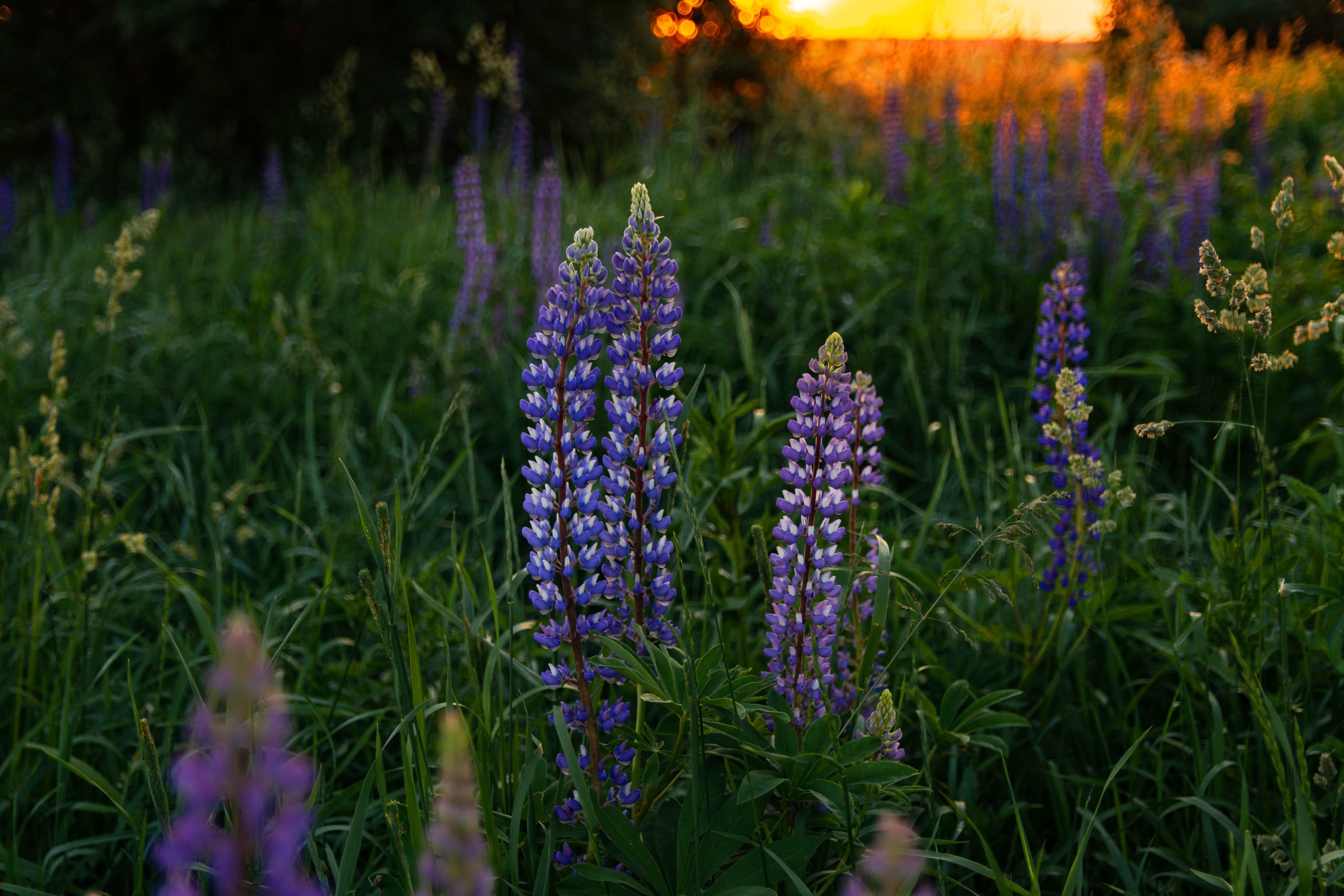 Download mobile wallpaper Flower, Earth, Meadow, Lupine for free.