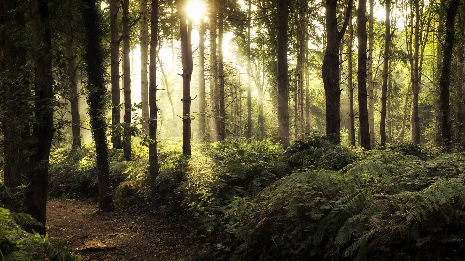 Download mobile wallpaper Nature, Fern, Forest, Tree, Earth, Path, Sunbeam for free.