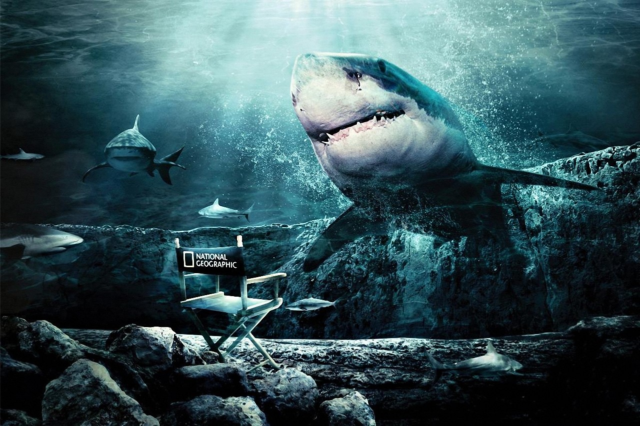 Free download wallpaper Animal, Shark on your PC desktop